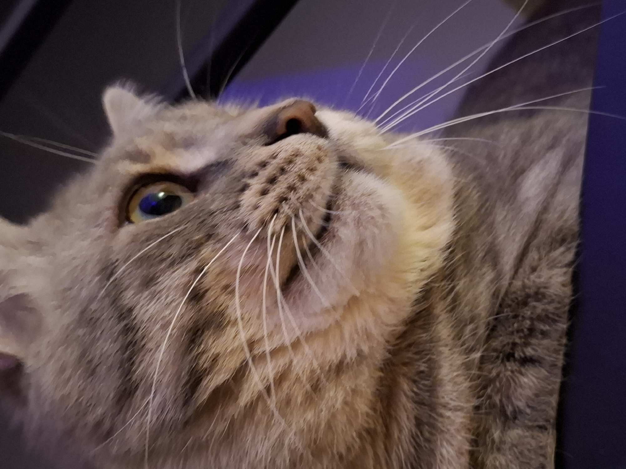 The image is a close-up, low-angle shot of a domestic cat's face. The cat has tabby markings with shades of brown, grey, and cream. Its eye is visible, reflecting some light sources, and its nose is dark brown. The cat's whiskers are long and white, fanning out from its muzzle. The background is blurred and appears to be indoors, with hints of purple and dark tones, possibly indicating artificial lighting or furniture. There is no identifiable location in the city of Zemun Urban Municipality, Serbia, or any context to suggest such a setting. The image focuses exclusively on the cat's facial features.