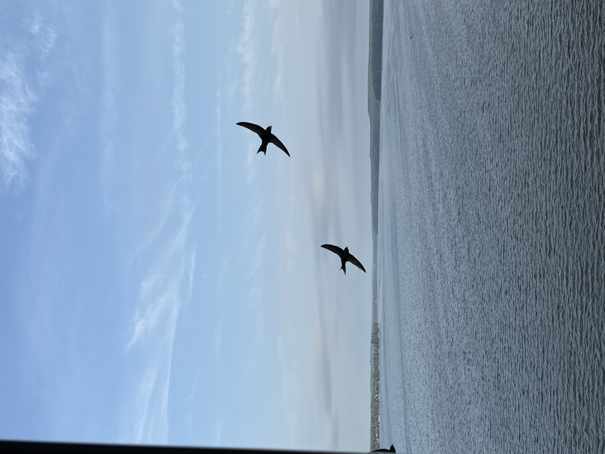 Two dark silhouettes of birds are captured in mid-flight against a pale blue sky with wispy white clouds. The bird on the right is higher and further away, with its wings outstretched in a distinct V-shape. The bird on the left is lower and closer, also with wings extended, but appears to be diving slightly. Below the sky is a wide expanse of choppy, dark blue water, reflecting the overcast sky. In the distance, a green treeline punctuated by some small structures marks the horizon, suggesting land. The scene is likely a body of water, possibly a lake or river, in Votkinsk, Russia, given the typical landscape. The image has a naturalistic, outdoor feel, with no discernible human interaction or specific urban features visible.