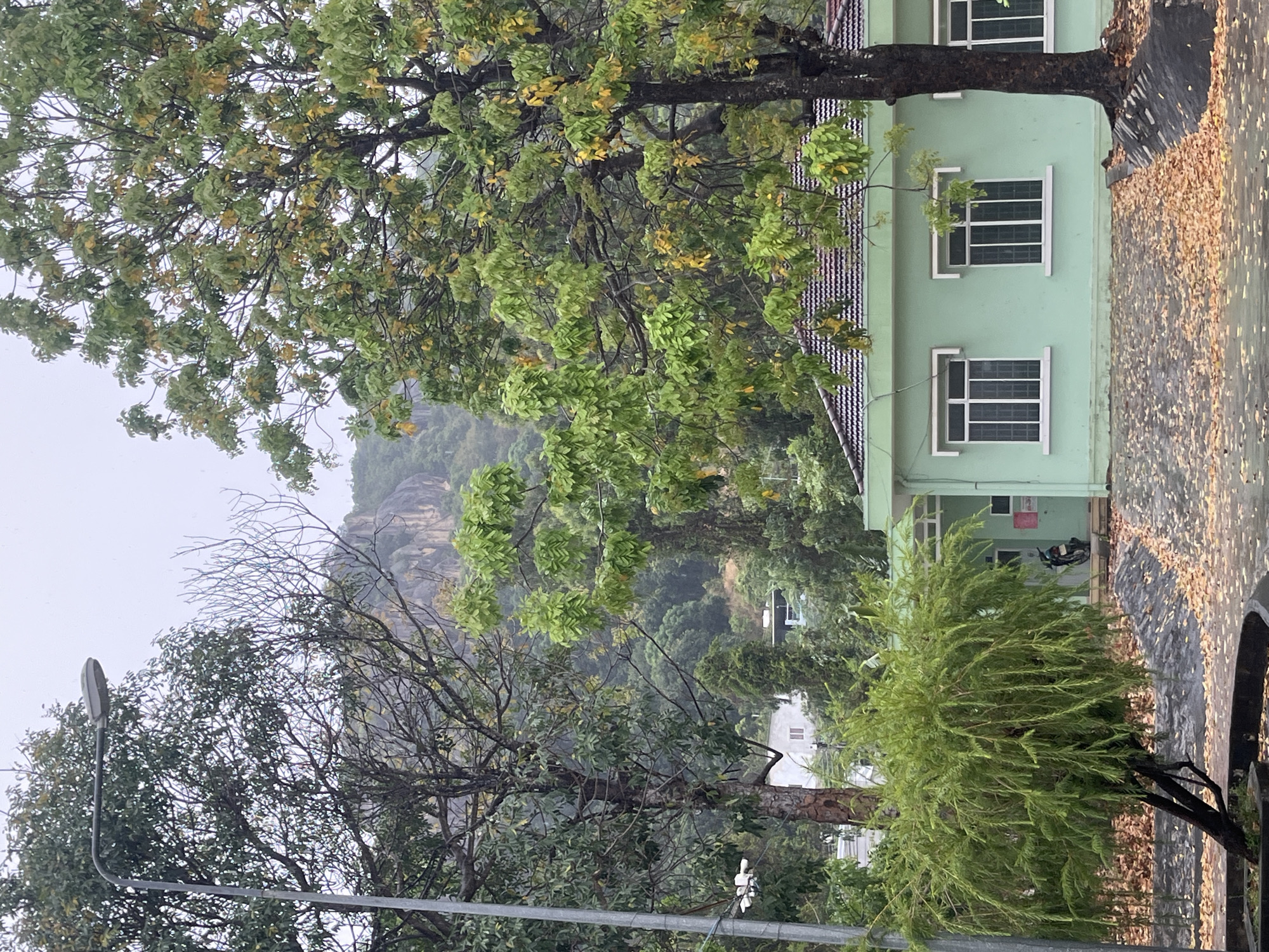 The image presents a view in Bac Nha Trang Ward, Vietnam. A light green building with white-framed windows is partially visible on the right side of the frame. Adjacent to the building is a section of pavement covered in fallen leaves. A tree with green and yellow leaves dominates the top portion of the image, partially obscuring a mountain in the background. Below the tree, another tree, with many bare branches and some green foliage, is positioned next to a lamppost. In the foreground, a bushy, green shrub is present. A portion of a black vehicle component is visible on the lower right edge.