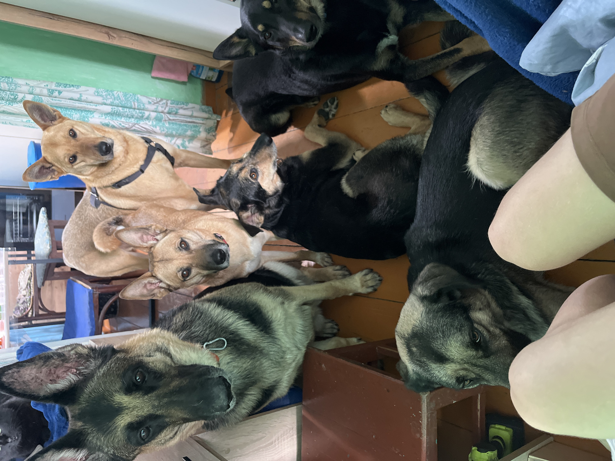 The image shows a group of six dogs lying on a wooden floor indoors. The dogs are of varying breeds, sizes, and colors, ranging from light brown to black. Some are resting, while others look up at the camera. The surroundings appear to be a room with blue walls and blue chairs. The location is identified as Nizhny Tagil, Russia, which does not add any forensic relevance to the image's content itself.