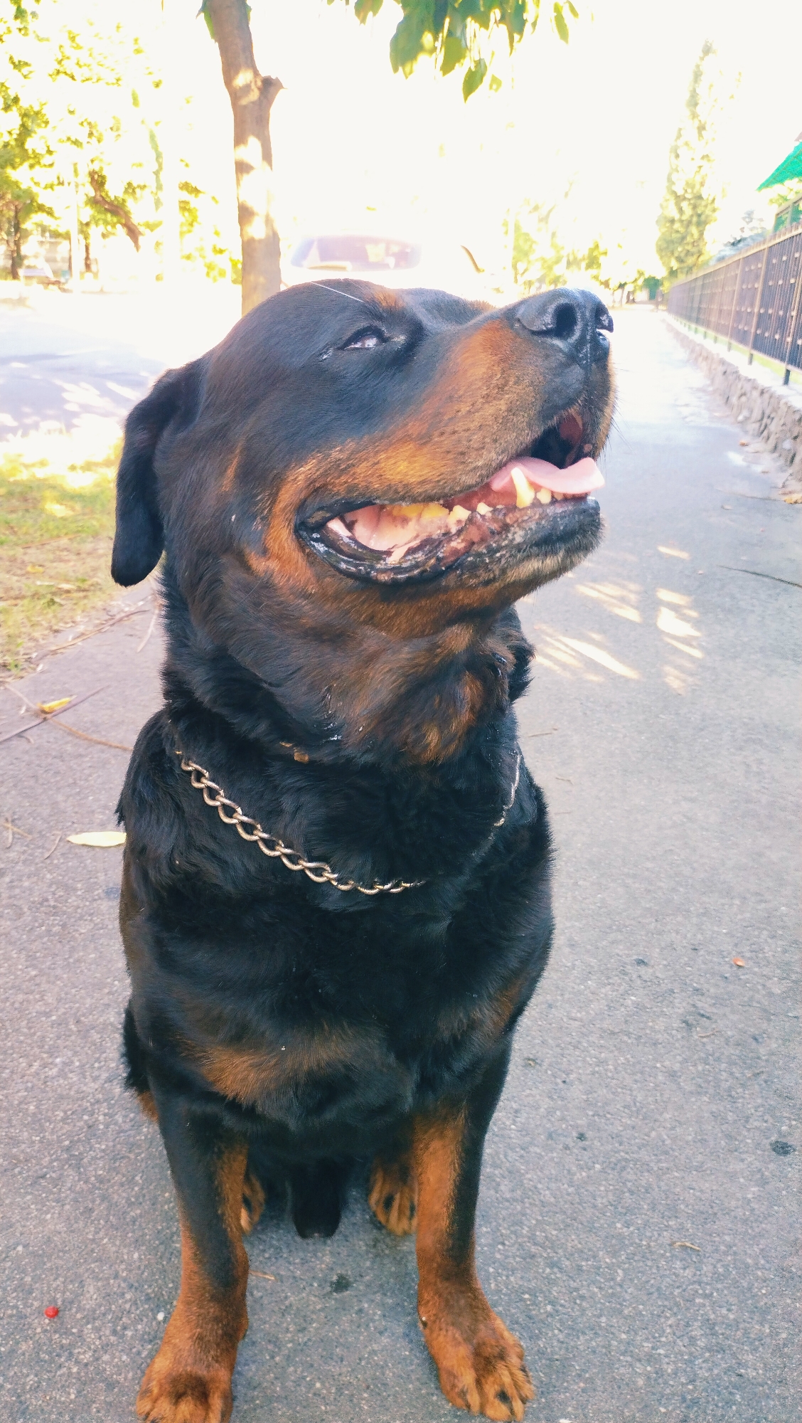 A Rottweiler dog sits on a paved pathway in Horishni Plavni, Ukraine. The dog is facing to the right with its mouth open, panting. It wears a silver chain collar. The background consists of a tree, foliage, and a fence. The pathway is an asphalt surface with some scattered leaves. Sunlight filters through the trees, casting shadows on the ground.
