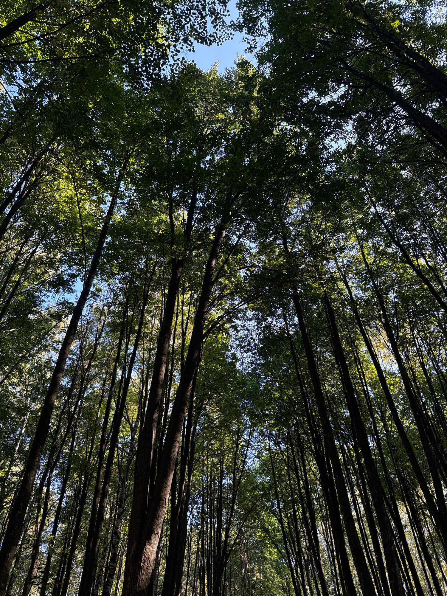A low-angle shot looks up through the canopy of a dense forest. Tall, slender trees with dark brown bark stretch upwards, their branches forming a thick ceiling of green leaves. Sunlight filters through the leaves, creating dappled patterns of light and shadow. The sky is a clear blue, visible in patches between the foliage. The scene is static and appears to be a natural woodland environment. There are no people or animals visible in the image. The location is identified as Rusanovo, Russia.