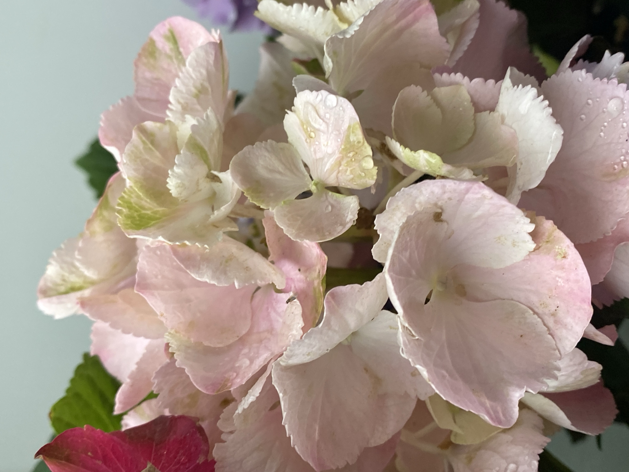 The image is a close-up photograph of a cluster of pale pink hydrangeas, with some petals showing hints of green. Several petals are adorned with small droplets of water, suggesting recent watering or dew. To the far left, a portion of a bright pink flower and a green leaf are visible. In the background, a blurred purple flower can be seen. The overall lighting is soft and diffused, highlighting the delicate textures of the petals. The image does not contain any elements that would suggest a specific location within the city of Bad Sachsa, Germany.