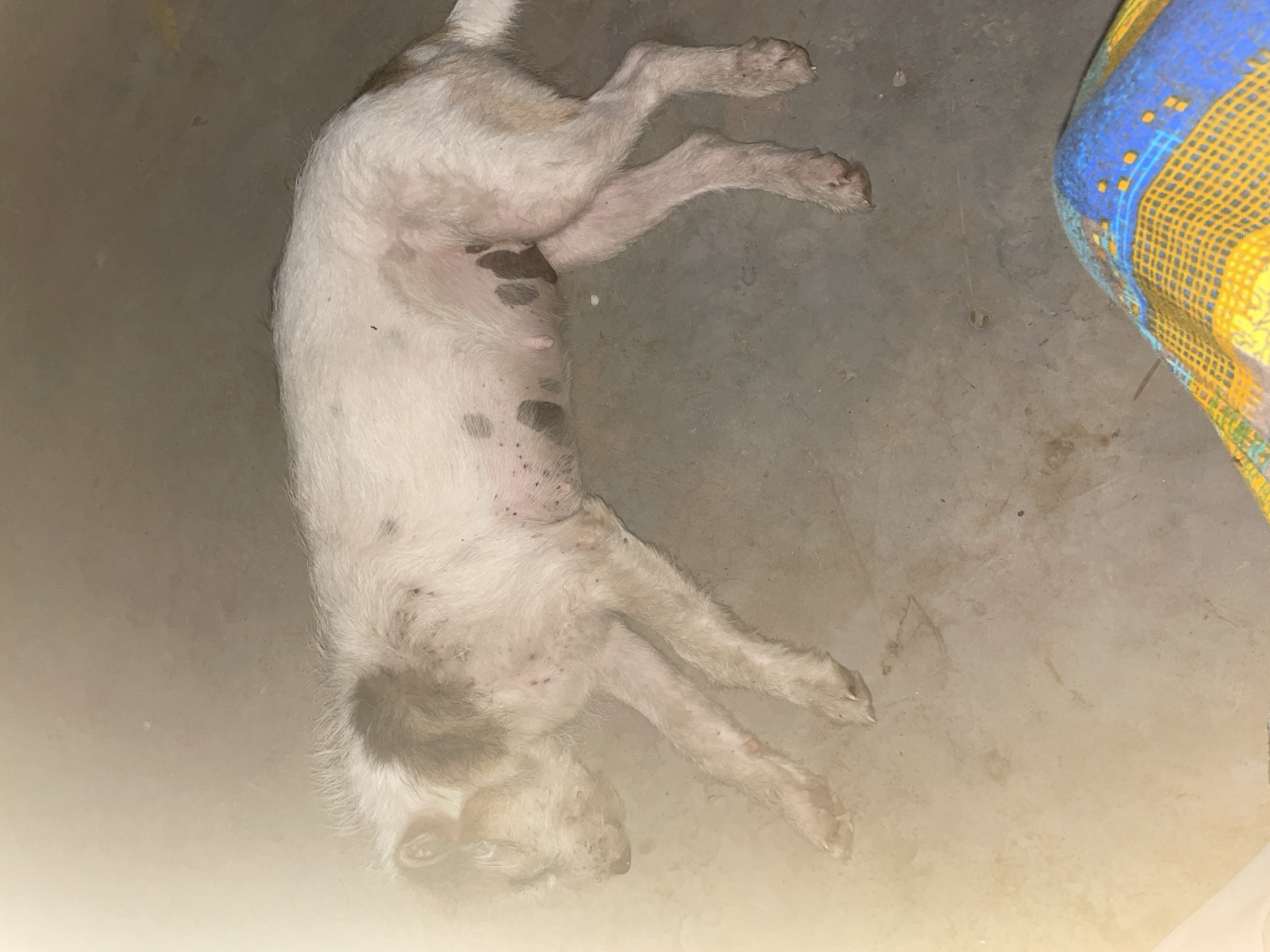 A light-colored, possibly white, dog lies on its back on a concrete floor. The dog is positioned diagonally in the frame, with its head towards the lower left and its hind legs towards the upper right. The dog has dark spots scattered on its underside. A patterned blue and yellow object, possibly a blanket, is in the upper right corner of the frame. The scene appears to be indoors. The image was taken in Hijo, Philippines.