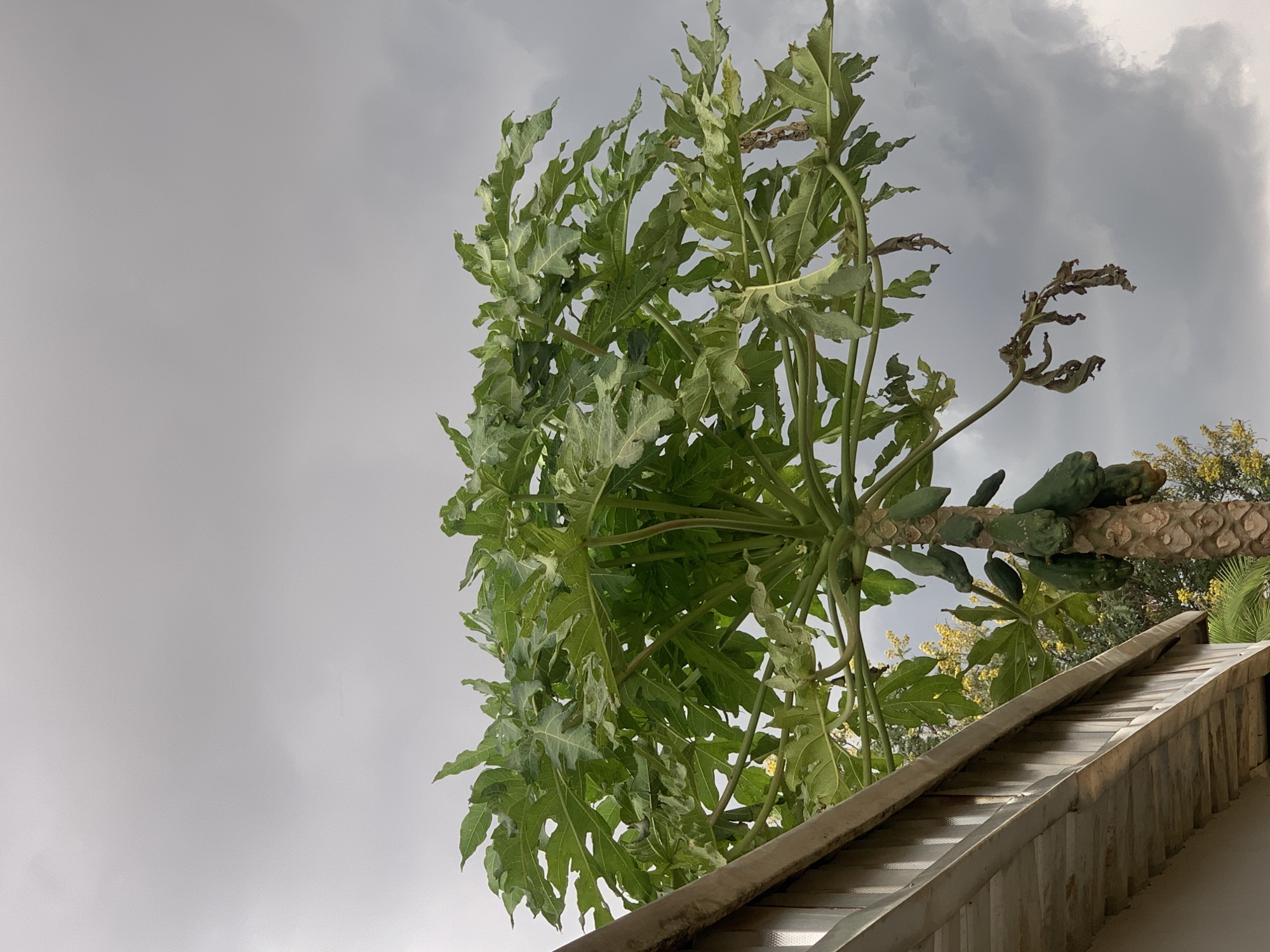 View looking up at a papaya tree laden with green fruits, partly obscured by the edge of a building roof, set against a cloudy, grey sky. The location is Gwafan, Nigeria.