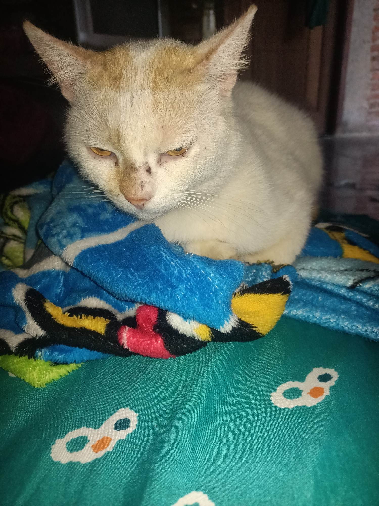A light-colored cat with orange markings on its head and ears is resting on a colorful blanket. The cat has yellow eyes and dark spots on its nose and forehead. The blanket is blue with black, yellow, white, and red patterns. The background is dark and out of focus, with some bricks visible on the right side. The cat is positioned in the center of the frame, looking down.