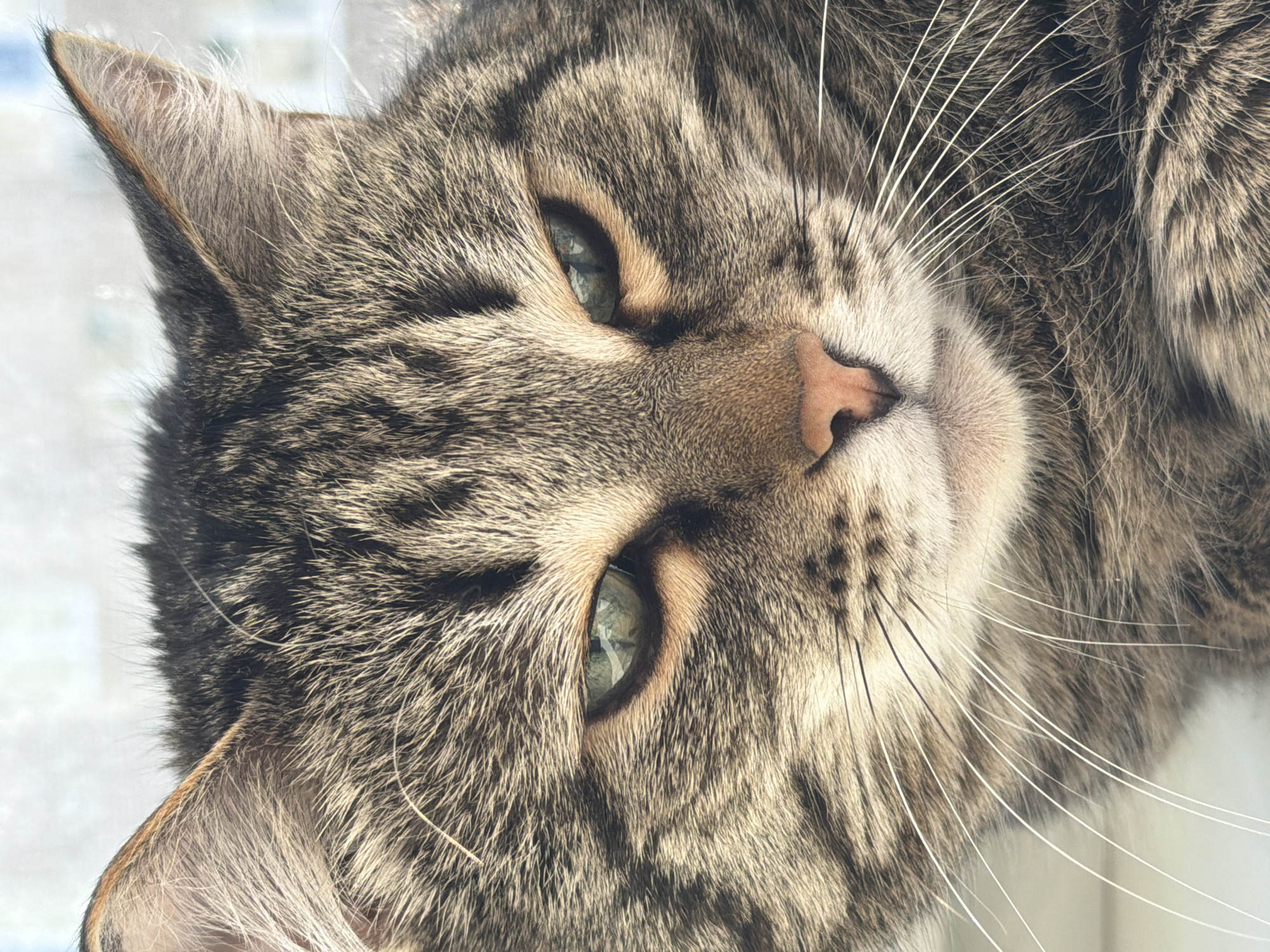 The image is a close-up of a tabby cat's face. The cat has gray and brown fur with distinct tabby markings. Its eyes are light green. The cat's nose is pink. White whiskers protrude from its face. The location in the city of Izhevsk, Russia is not discernible from the image.