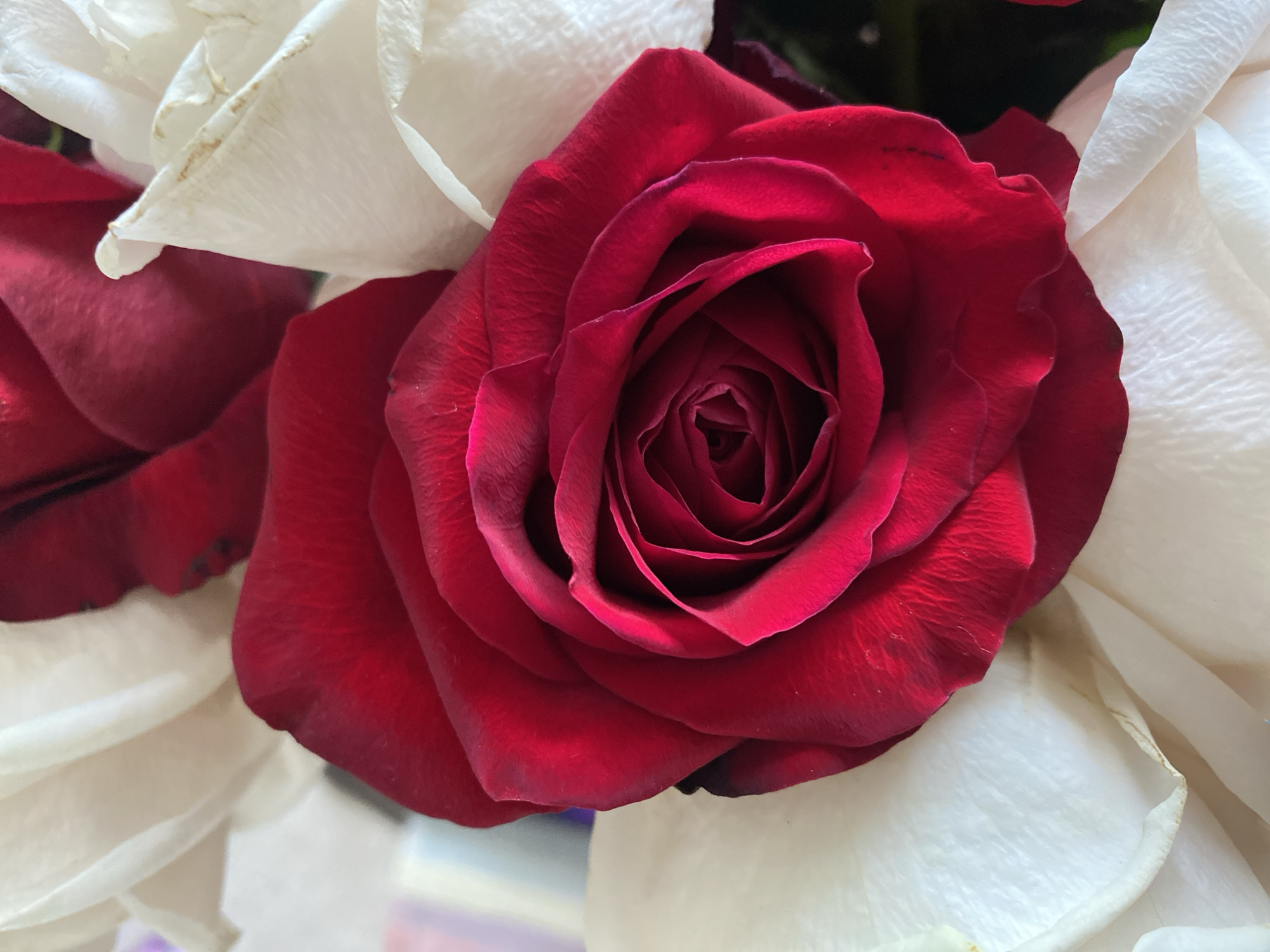 A close-up, overhead shot showcases a deep red rose as the primary subject, its velvety petals unfurling in a spiral pattern. The rose is surrounded by creamy white rose petals, some of which show slight browning at the edges. The lighting creates highlights and shadows on the red rose, emphasizing its texture. There are no people or animals visible in the image. The background is a blurred mixture of colors, suggesting other flowers or an indoor setting. The image does not provide any information about a specific location in Les Cèdres, Canada.