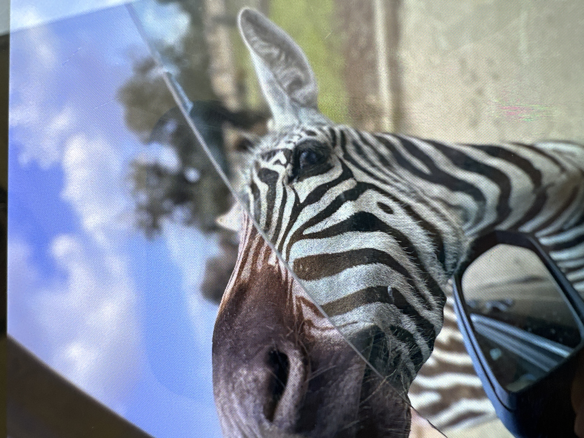 The image shows a close-up of a zebra's head. The zebra has black and white stripes, a large ear, and dark eyes. The background is blurry but appears to show trees and sky. The zebra is partially obstructed by a thin, clear object, possibly a window pane or glass barrier, which might indicate the animal is in captivity. There is a black object on the lower right that reflects the scene in a way that implies it might be a rearview mirror of a vehicle. The city of Sofia, Bulgaria, is not explicitly visible or deducible from the content of the image.