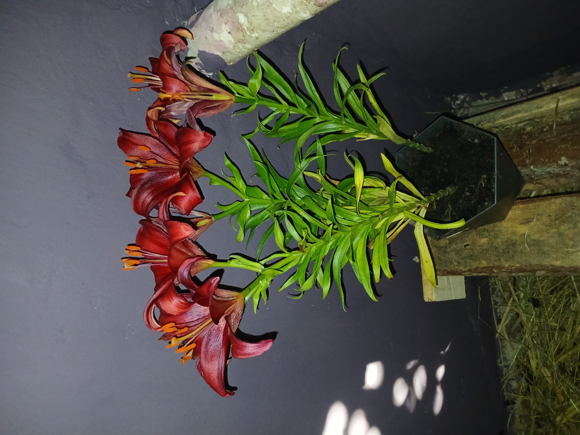 In Chutove, Ukraine, a close-up, low-angle shot reveals a potted plant with several deep red lilies with prominent orange stamens. The lilies are arranged in a dark hexagonal pot, which sits on weathered wooden planks. The background is a dark, textured wall, with scattered light reflections on its surface. To the right of the plant, a section of a light-colored, cylindrical object, possibly a tree trunk or log, is visible. The foreground shows a bed of dry straw or hay, indicating an outdoor or agricultural setting. The lighting suggests it is nighttime or a very dimly lit area, with a strong light source from the left casting shadows on the wall.