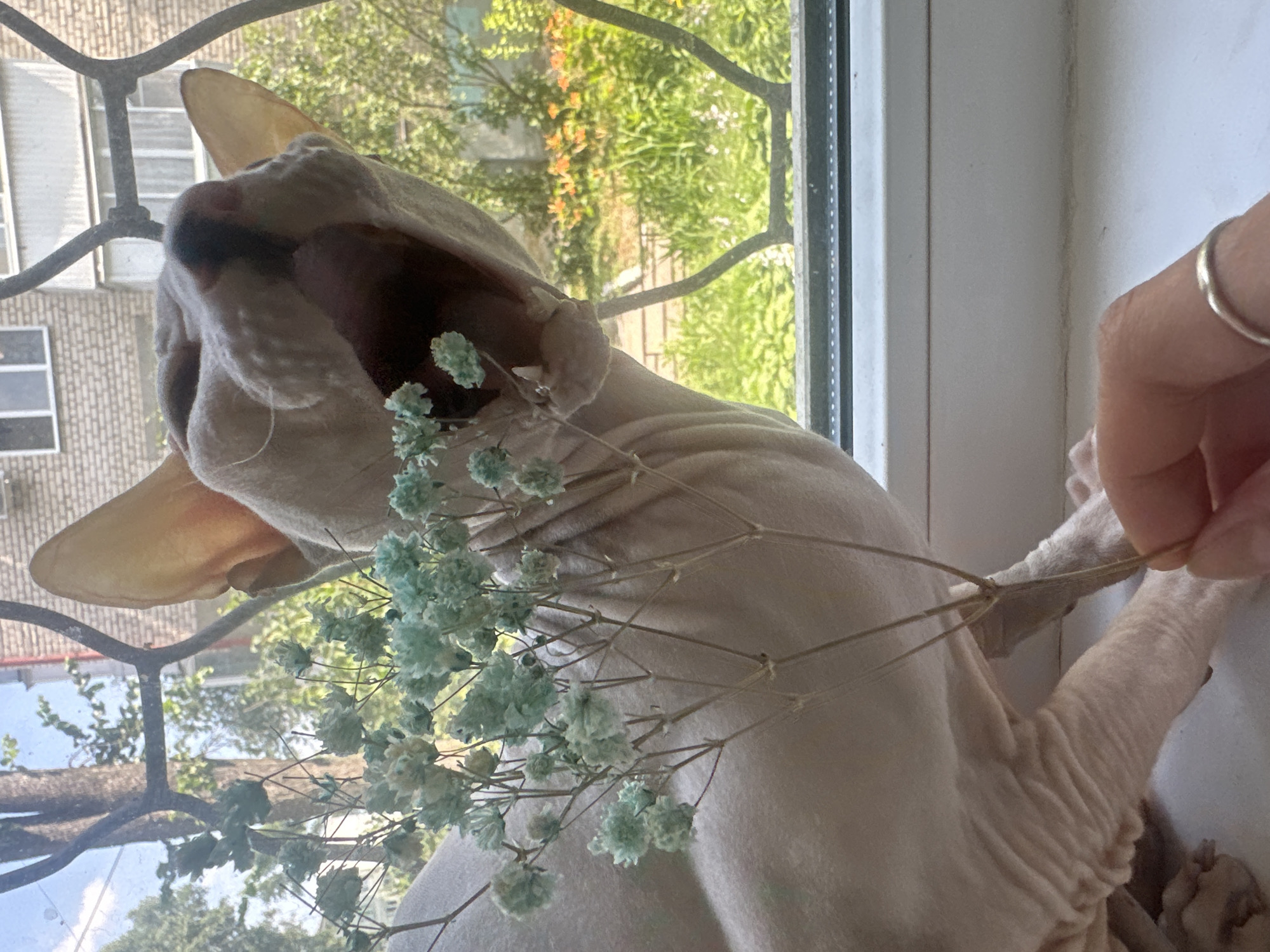 A sphinx cat with pale pink skin and large ears is sitting on a white windowsill, yawning widely with its mouth open, revealing its tongue and teeth. A sprig of dried baby's breath flowers, colored a pale blue, is held in front of the cat by a human hand wearing a silver ring. The cat's body is wrinkled, and its paws are visible.
In the background, through a barred window, a green garden with orange flowers can be seen. A brick building with windows is also visible behind the garden. The overall setting suggests an indoor location with a view of an outdoor urban environment. The image was taken in the city of Togliatti, Russia.