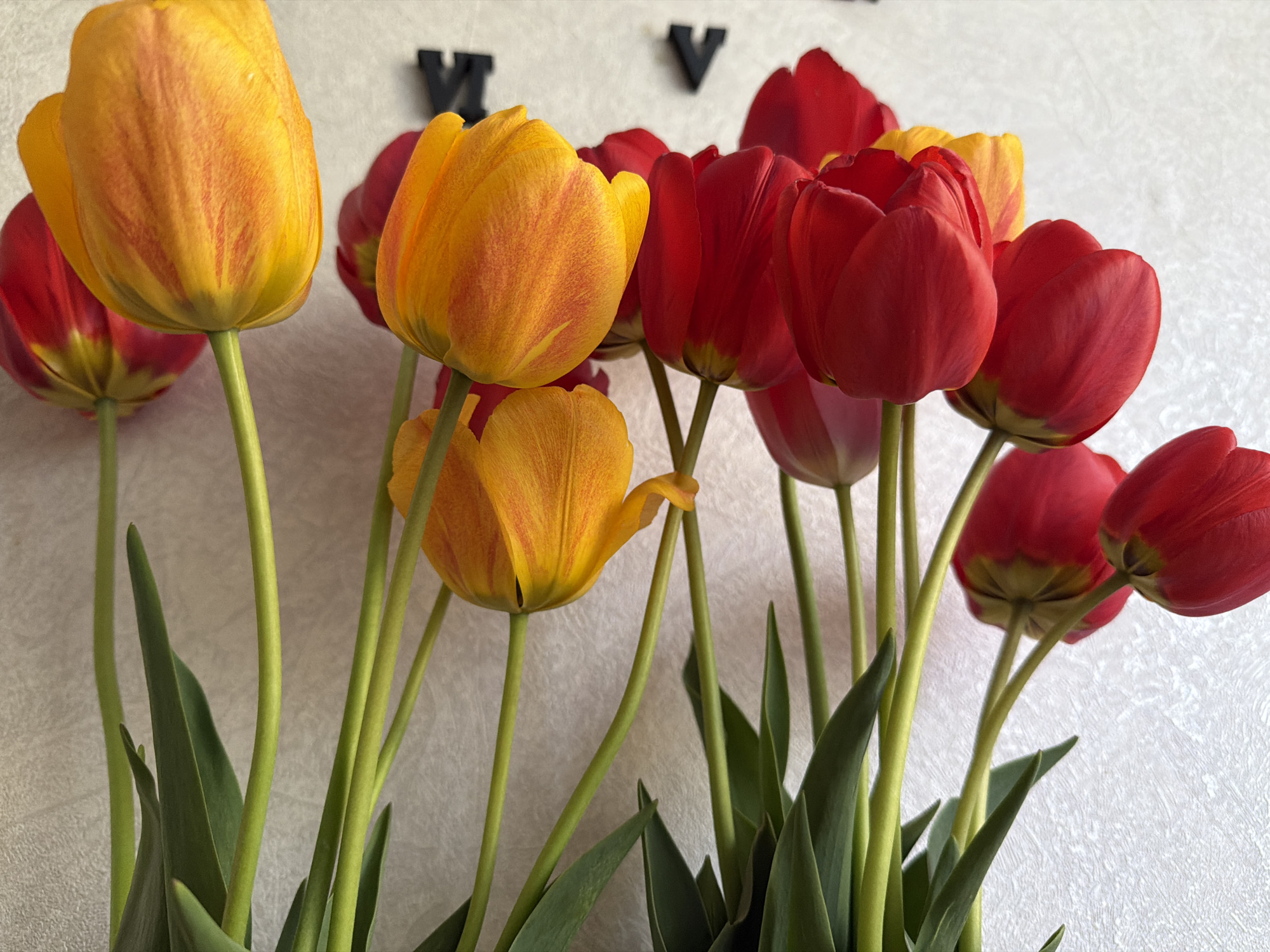 A bouquet of tulips sits against a textured white wall. There are both red and yellow tulips, their stems and leaves forming a dense base. Above the flowers, on the wall, are two black Roman numerals - "XI" and "V". The location of the bouquet is unknown. There is no evidence that suggests the location is Tokkari-Lend, Russia.
