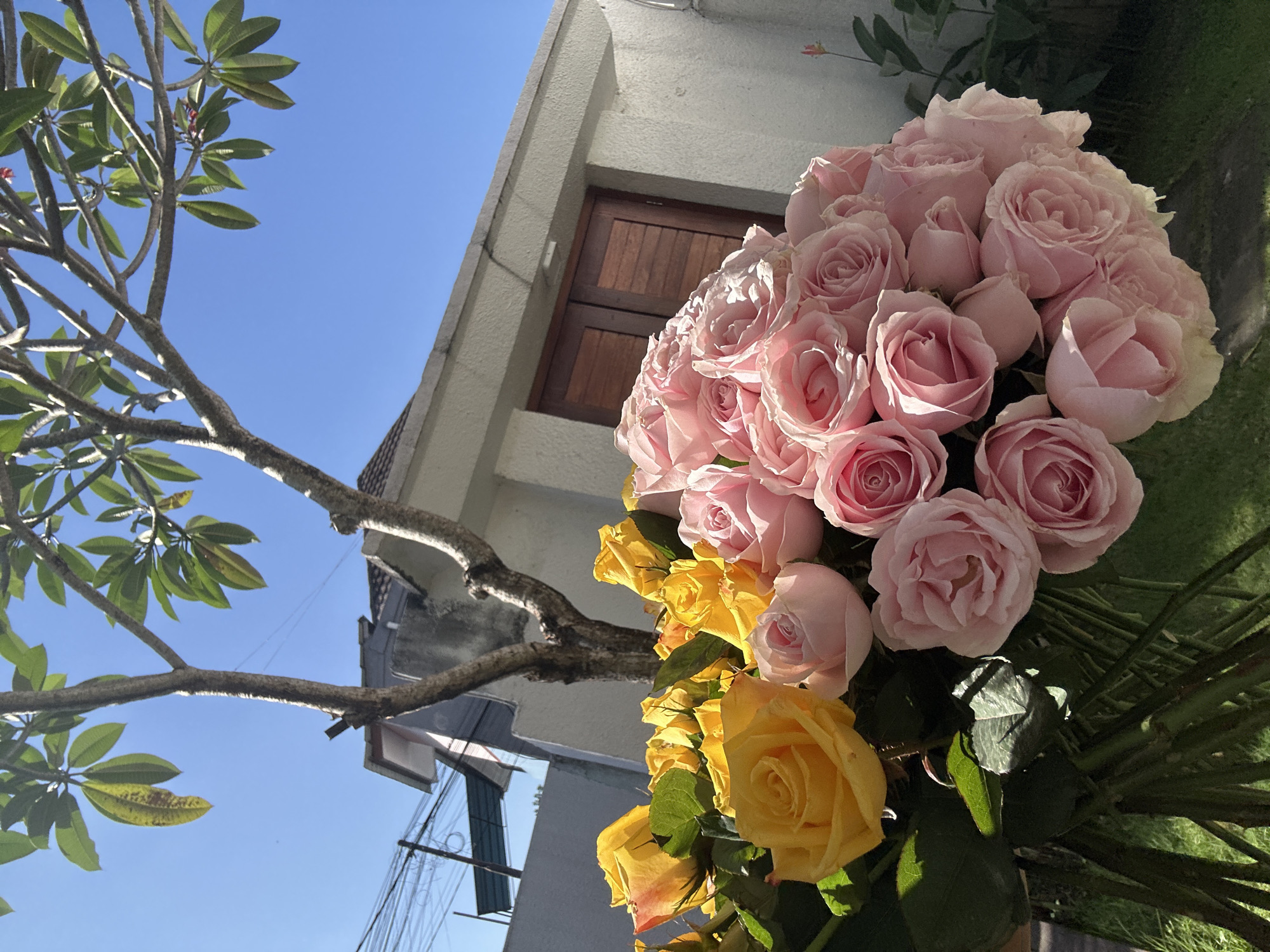 A close-up, outdoor, eye-level shot captures a vibrant bouquet of yellow and pink roses against a bright blue sky. The bouquet is positioned in the foreground, with the roses in sharp focus. Behind the flowers, a tree with green leaves and a textured trunk extends upwards. In the middle ground, a light-colored building with a sloped roof and dark wooden double doors is visible. The environment appears to be a residential area in North Kuta, Indonesia, suggested by the presence of overhead electrical wires and a glimpse of a neighboring roof structure. The sunlight casts shadows, highlighting the textures of the rose petals and the tree bark. No people are present in the frame.