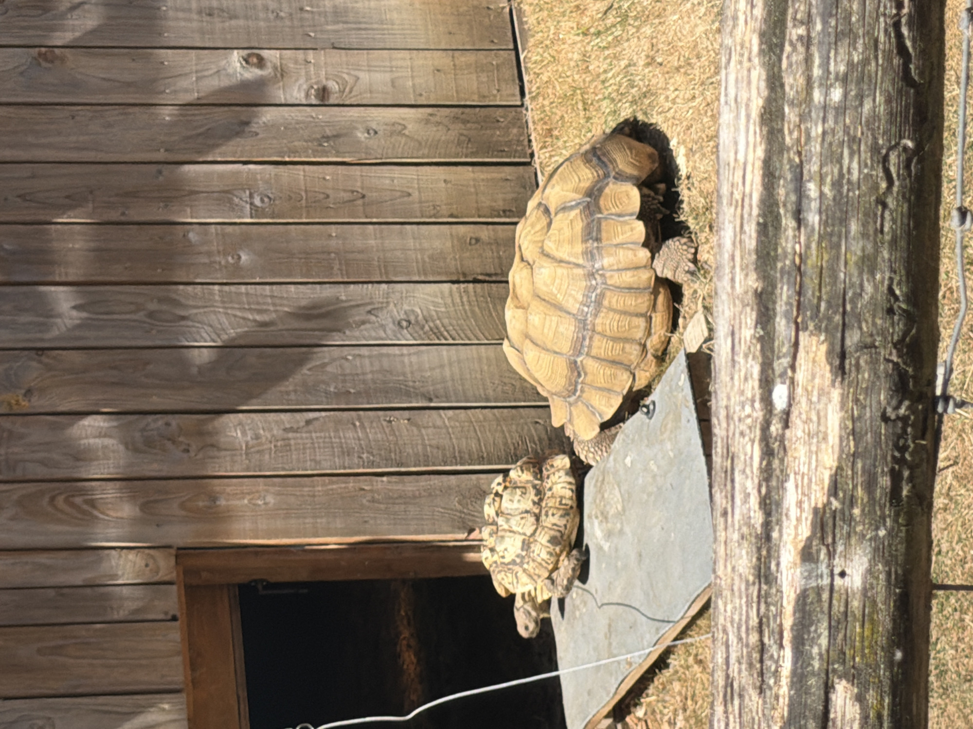 Two tortoises are visible in an outdoor enclosure, near a wooden structure with a partially open doorway. The tortoise on the left is smaller and lighter in color, with a patterned shell, and is positioned on a flat grey surface. The larger tortoise on the right has a more uniformly tan shell and is situated on dry grass. A wooden fence runs across the bottom of the image. The scene appears to be in a zoo or wildlife park. The provided image does not contain information that allows for pinpointing a specific location within the city of Epsom and Ewell, United Kingdom.