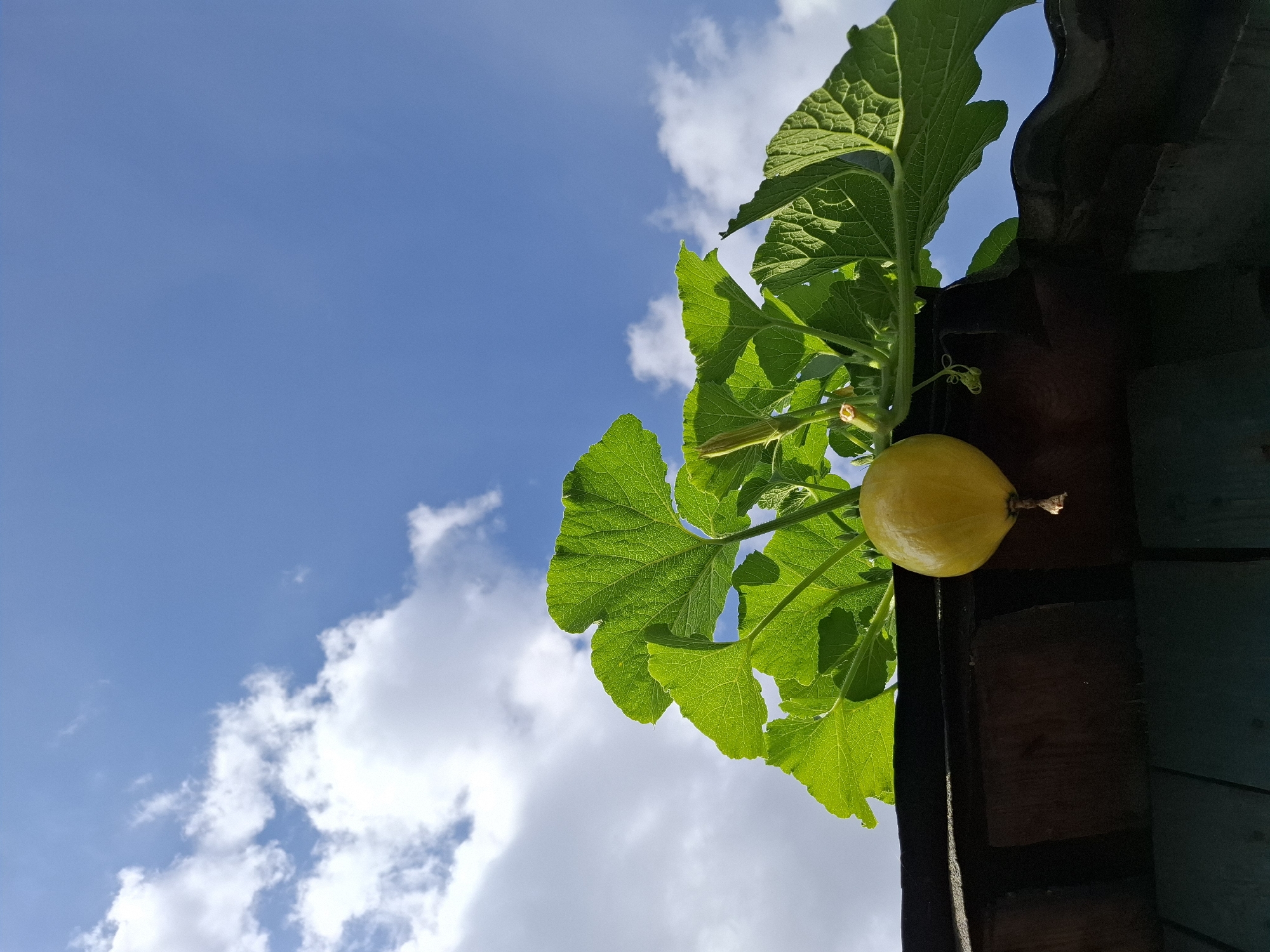 A low-angle shot shows a small, yellow, round gourd hanging from a vine with large, green leaves. The gourd is suspended over the edge of a dark-colored, possibly wooden structure, which appears to be a roof or awning. The background is a bright blue sky with scattered white, fluffy clouds. The scene is outdoors, under natural daylight. No people are visible in the image. The overall impression is one of nature's growth intruding on a man-made structure. The location in Tyumen, Russia, is not visually ascertainable from the image itself.