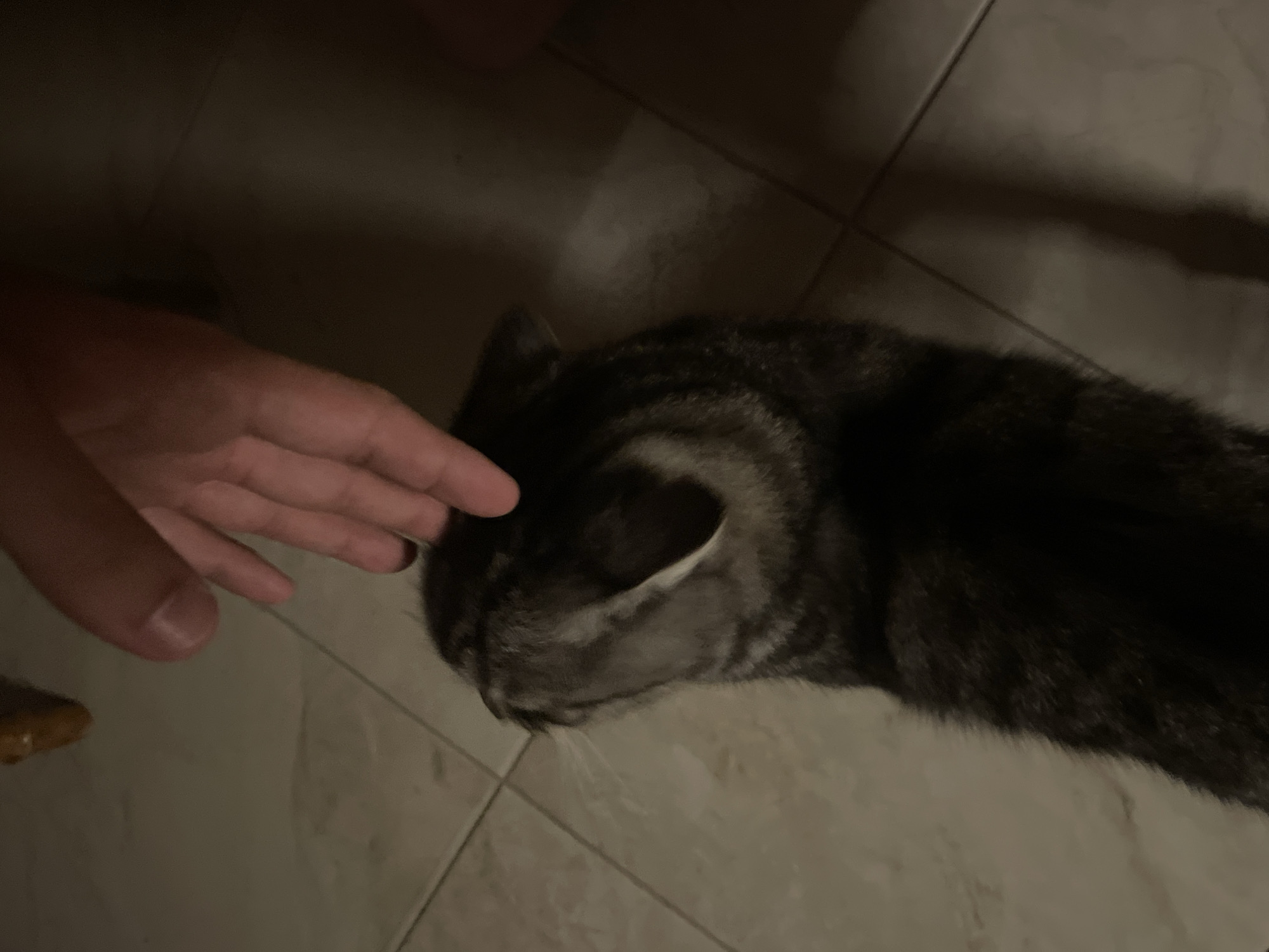 A close-up shot shows a person's hand gently petting a cat's head. The cat is dark-colored with tabby markings and has its head bowed. The background appears to be a tiled floor. The image's lighting is dim, creating soft shadows. There is no discernible information regarding the location in the city of Stavropol, Russia.