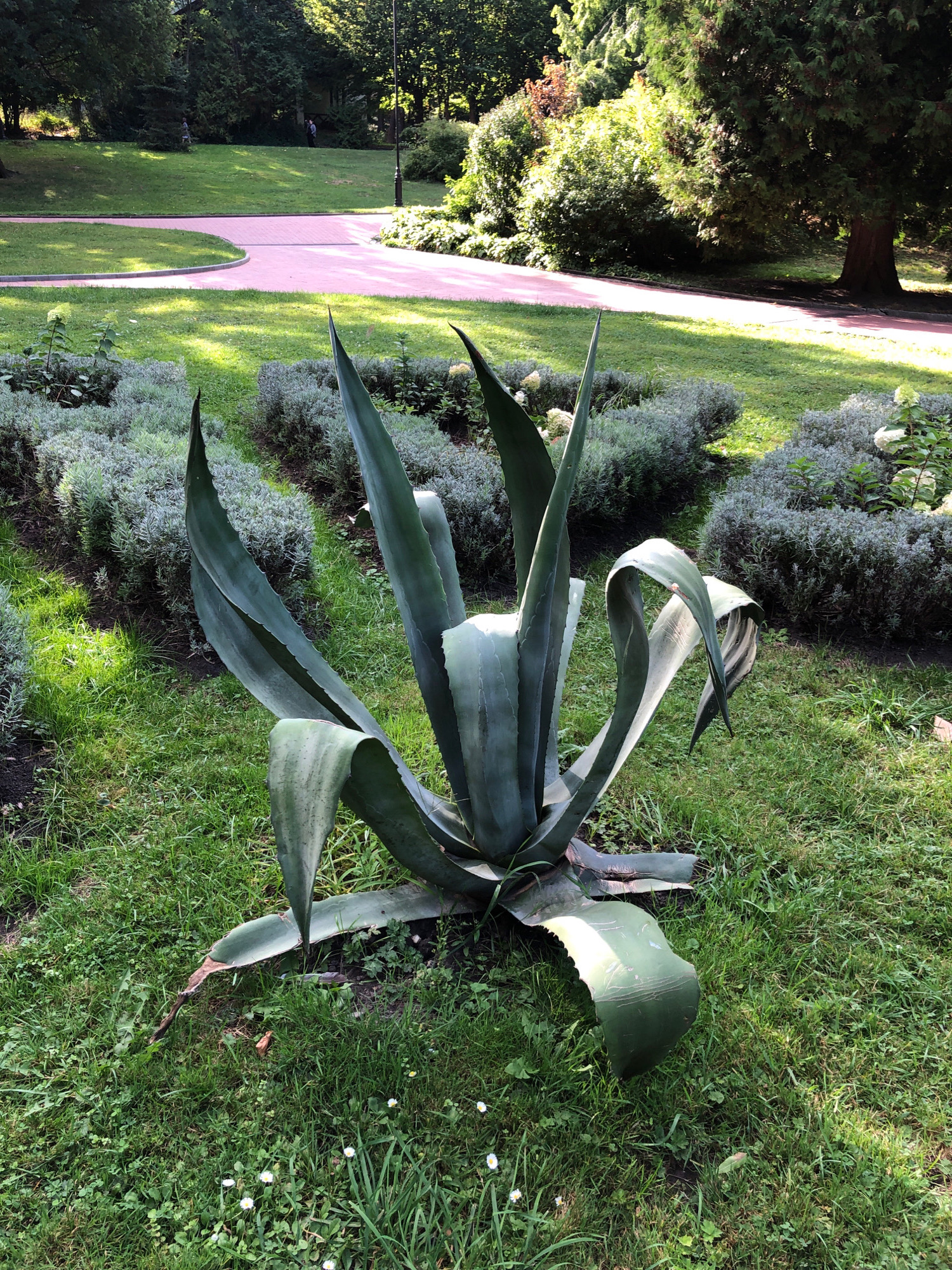 A large Agave plant is situated in a grassy area of a park, with low-lying, manicured hedges behind it. A pink-paved walkway curves through the park in the background, bordered by a grassy lawn. Trees and foliage are visible in the distance, and the scene is illuminated by sunlight, casting shadows on the grass. The overall setting suggests a well-maintained urban park in Lviv, Ukraine.