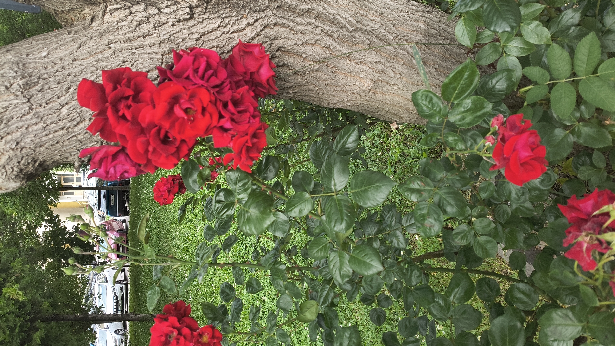 The image depicts a close-up view of vibrant red roses in full bloom, positioned in front of a large tree trunk. The roses are lush and abundant, with several clusters of flowers adorning the branches. The tree's bark is rough and textured, providing a natural backdrop. Behind the roses and the tree, a patch of green grass is visible, with glimpses of parked cars and buildings in the background, suggesting an urban or suburban setting. The overall scene is one of natural beauty set against a man-made environment, possibly in the city of Shumen, Bulgaria, given the context provided.