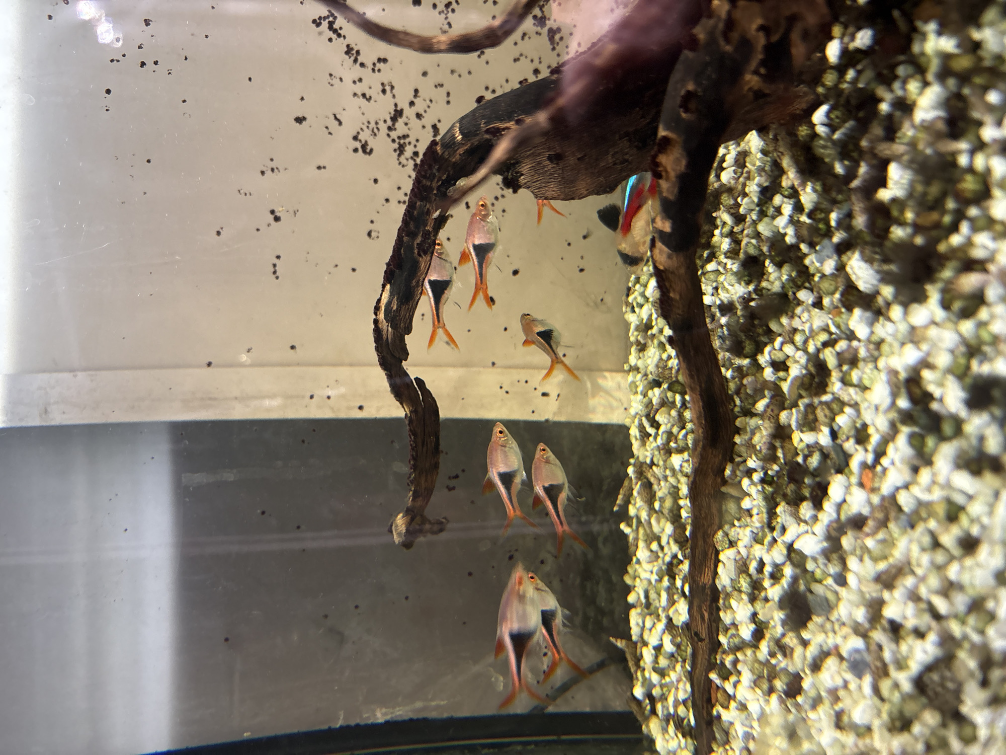 The image shows a close-up of a freshwater aquarium. Several small, brightly colored fish are swimming. The aquarium contains a gravel substrate, driftwood decorations, and a few small plants. The water appears clear, with some small particles or debris visible on the glass. The lighting suggests an indoor setting. No specific location in Ćwiklice, Poland is identifiable from the image itself.