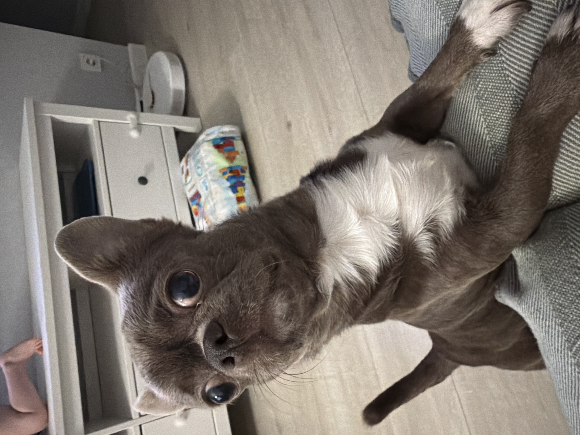 A dog is lying on a gray striped textile, with its front paws outstretched. The dog has gray fur with a white patch on its chest. Its face is close to the camera. The background includes a white cabinet, a package of diapers, and a glimpse of a child's leg. The environment appears to be indoors, potentially a home. The location, Votkinsk, Russia, cannot be determined from the image.