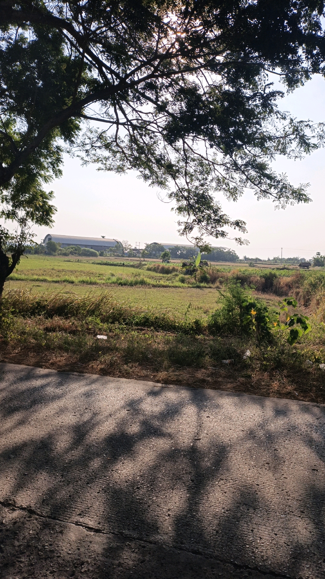 The image shows a rural landscape in Bandengan, Indonesia, with a view of agricultural fields and a large industrial building in the distance. The foreground features a paved road with shadows cast from overhead trees, creating a dappled effect on the asphalt. The road is bordered by dry grasses and some green vegetation. Beyond the road, a field of green crops stretches towards the horizon. In the middle ground, a large, elongated building with a curved roof, possibly a warehouse or factory, is visible. Several smaller trees and structures are scattered around the field. The sky is clear and bright, suggesting it is daytime. The overall scene depicts a transitional area between agriculture and industrial development.