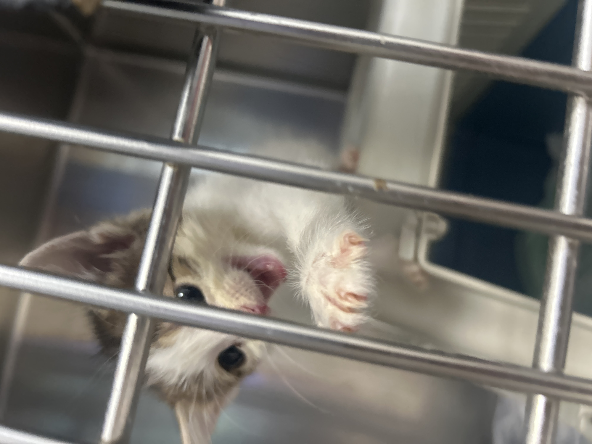 A kitten is inside a metal cage. The kitten is light brown and white in color. The background is blurry and shows a white and gray interior. The location is Unknown, Unknown.