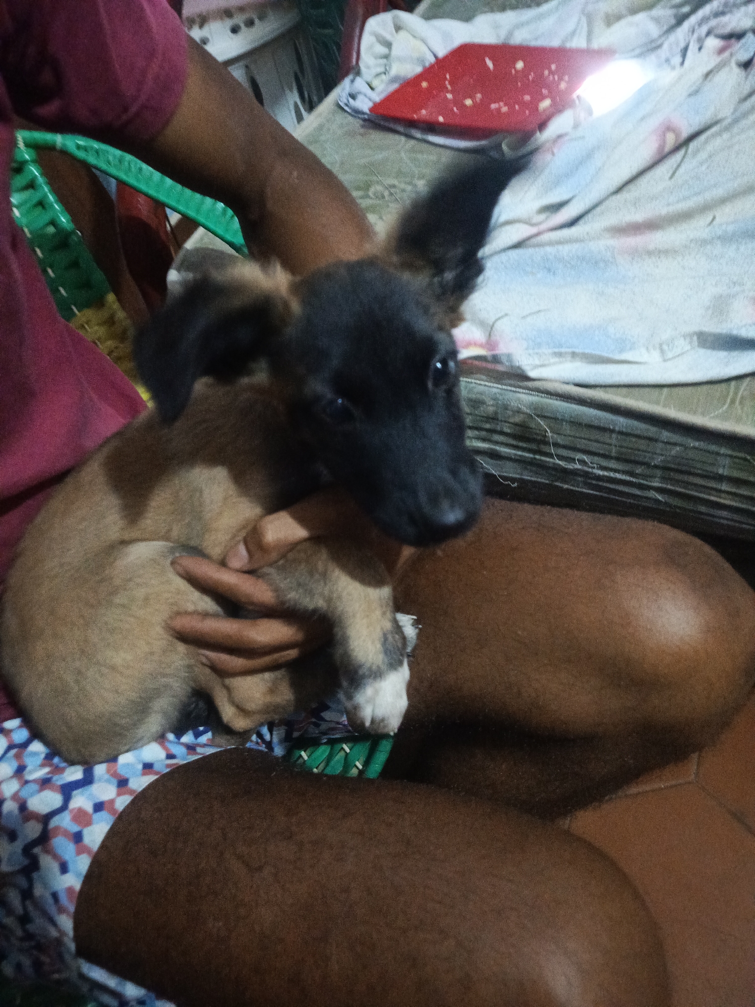 A person is seated, holding a brown and black puppy. The puppy has a black face and large ears. The person is wearing a maroon shirt and is seated on a green chair with a patterned cushion. In the background, there is a white blanket and a red object. The location is Juan Griego, Venezuela.