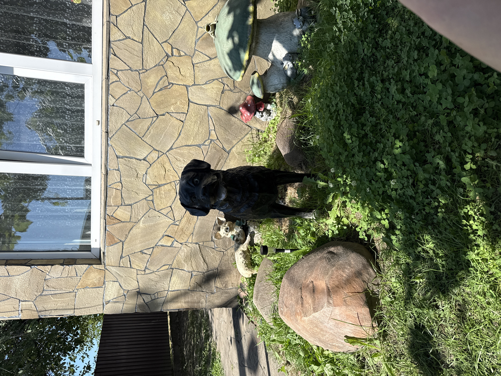 The image depicts a black dog statue positioned in a yard in front of a building with a stone facade and a window. The dog is centrally located, surrounded by various garden decorations, including a large mushroom statue with smaller mushrooms and rabbits at its base, a small pig statue, and a solar-powered garden light. Several large rocks and lush green clover and grass are also visible. The building appears to be a residential structure in Volodymyrets, Ukraine, given the provided location context. The lighting suggests it is daytime, with sunlight casting shadows on the ground and highlighting the textures of the stone and garden elements. No people are present in the image.
