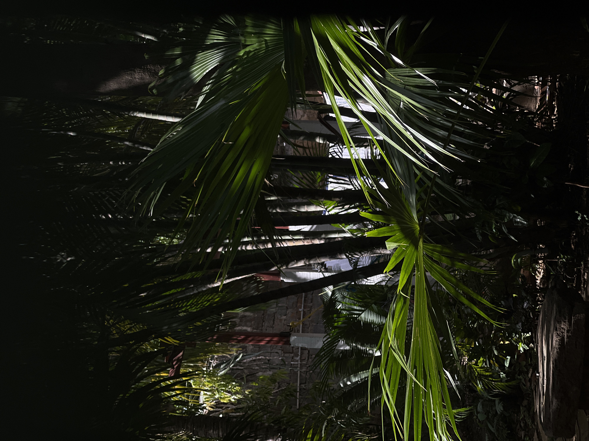 The image depicts a dense, tropical garden with lush green foliage and palm fronds dominating the foreground and mid-ground. Sunlight filters through the leaves, creating dappled patterns of light and shadow. In the background, a textured stone wall is visible, suggesting an outdoor setting within a cultivated area, possibly a courtyard or garden of a building. The overall impression is one of a serene, natural environment with hints of man-made structures. The image does not show any people or specific actions.