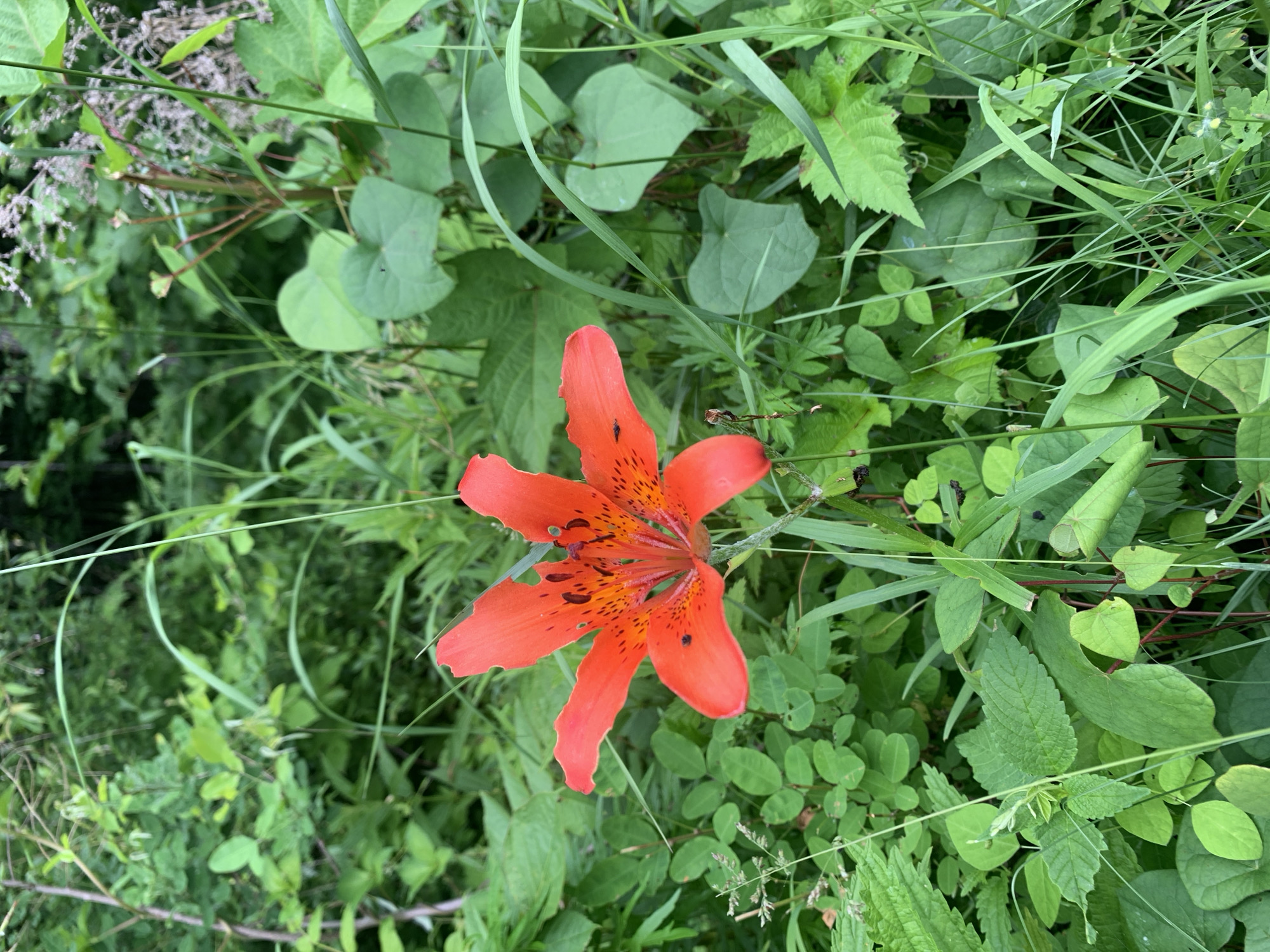 The image shows a close-up of a vibrant orange lily with black spots on its petals, set against a backdrop of lush green foliage. The flower is in full bloom, with its petals gracefully unfurling. The surrounding vegetation includes various shades of green leaves and tall grasses, suggesting a natural, outdoor setting. The image does not contain any information about the city of Ustinovka, Russia, nor does it depict any people or actions.