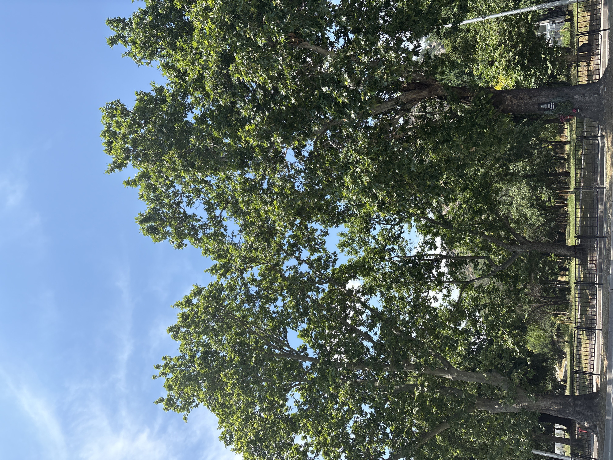 Two large sycamore trees with full green foliage dominate the foreground of this image, set against a bright blue sky with wispy white clouds. A black metal fence runs horizontally across the lower part of the frame, separating a paved area in the foreground from a park-like setting with more trees and greenery behind it. The trees are leafy and full, with their branches reaching upwards and outwards. The larger tree on the right has a dark, textured trunk and a small, rectangular plaque affixed to it, accompanied by some red flowers at its base. The scene appears to be located in a public space, possibly a park or boulevard, in the city of Plovdiv, Bulgaria, given the context provided. The lighting suggests a sunny day.