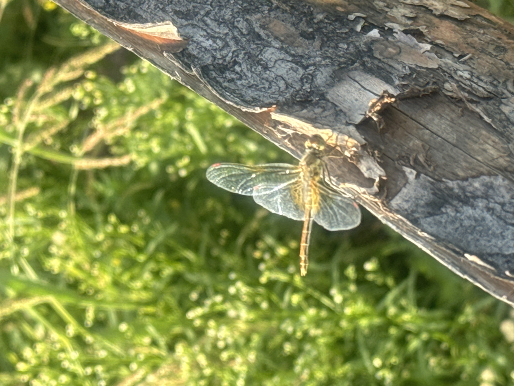 A dragonfly with translucent wings and a segmented body perches on a rough, weathered piece of wood. The wood is positioned diagonally across the frame, with its bark displaying a textured, grayish-brown surface. In the background, out of focus, is a vibrant green environment with blurred foliage and small, lighter-colored accents, suggesting a natural outdoor setting. The lighting suggests a sunny day. This image was captured in Maksimovshchina, Russia.