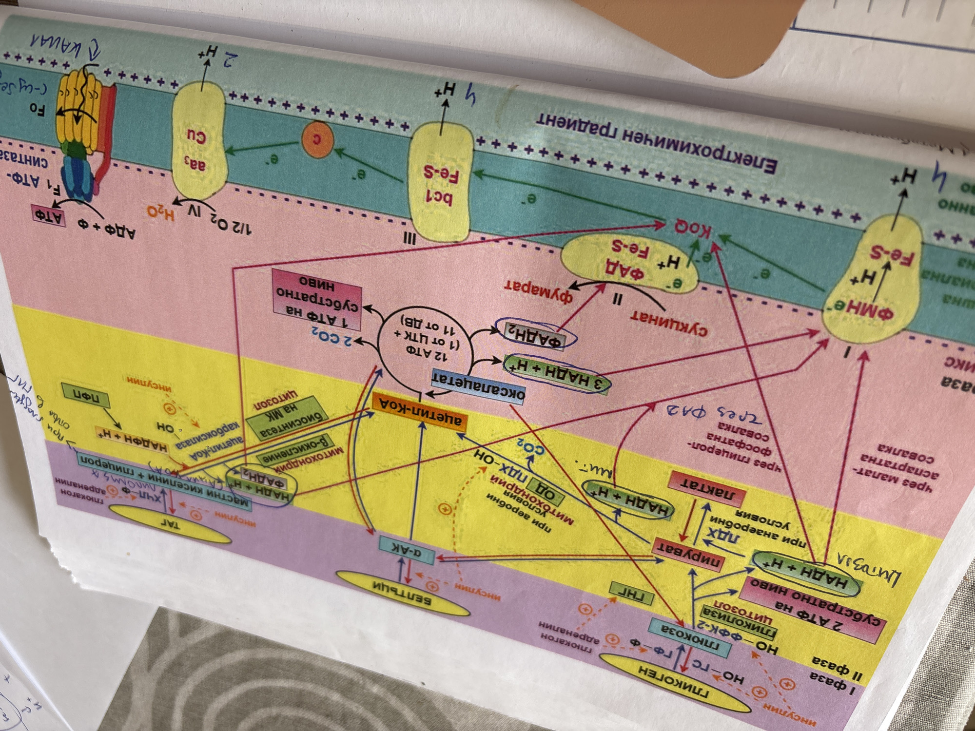This is a close-up, overhead shot of a diagram illustrating cellular respiration. The diagram is colorful, with distinct sections representing different stages and components of the process. The main subjects are various molecules and enzymes depicted as abstract shapes and labeled with text in Cyrillic. These include ATP, ADP, NADH, FADH2, CO2, H2O, and protein complexes like Fo and F1. Arrows indicate the flow of electrons and protons (H+).
The diagram is overlaid on a white and pink background, suggesting it's part of a document or textbook page. There are some handwritten notes and markings on the diagram, including a blue arrow pointing to a section labeled "КАНАЛ" (channel) and some ink smudges. The lighting is bright and even, with no shadows suggesting it was taken indoors under artificial light.
The activity depicted is the biochemical process of cellular respiration, specifically highlighting the electron transport chain and ATP synthesis. Various phases and locations within the cell (cytosol, mitochondria) are indicated. The diagram appears to be a simplified representation for educational purposes.
Notable details include the extensive use of arrows to show pathways and the labels for different chemical compounds and complexes. The overall impression is one of scientific illustration. No people, weather, or time of day are visible.