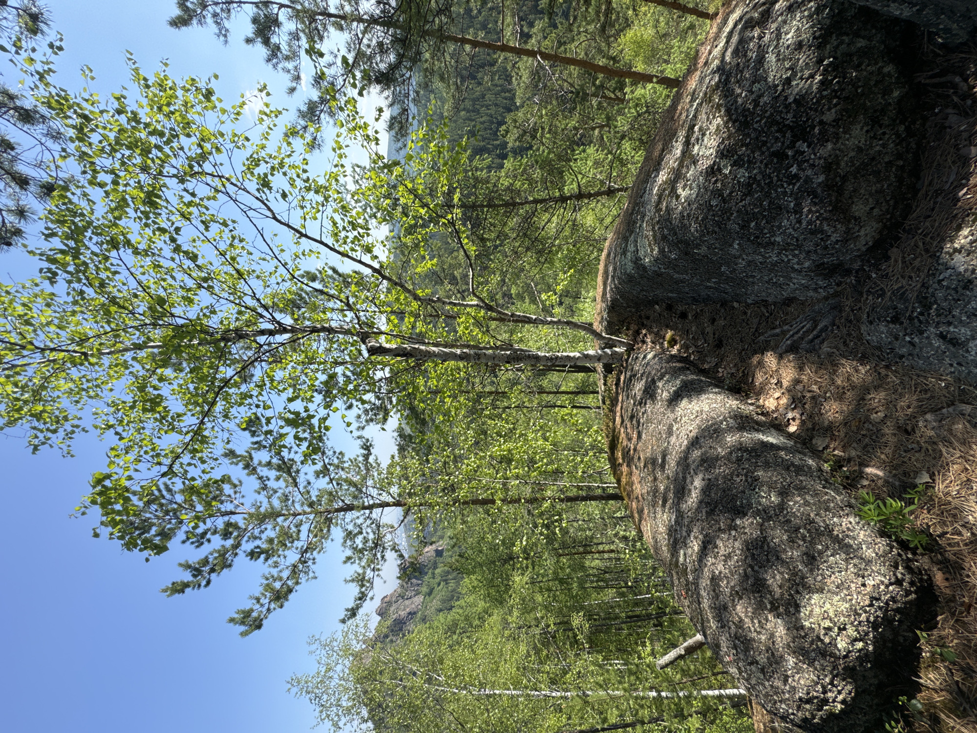 The image depicts a forest scene in Krasnoyarsk, Russia, featuring a large rock formation on the right side of the frame. A young birch tree grows from the base of the rocks, its leaves catching the sunlight. The background shows a dense forest with varying shades of green, and a blue sky with a few scattered clouds is visible above the trees. The overall impression is one of a natural, undisturbed environment within a hilly or mountainous region.