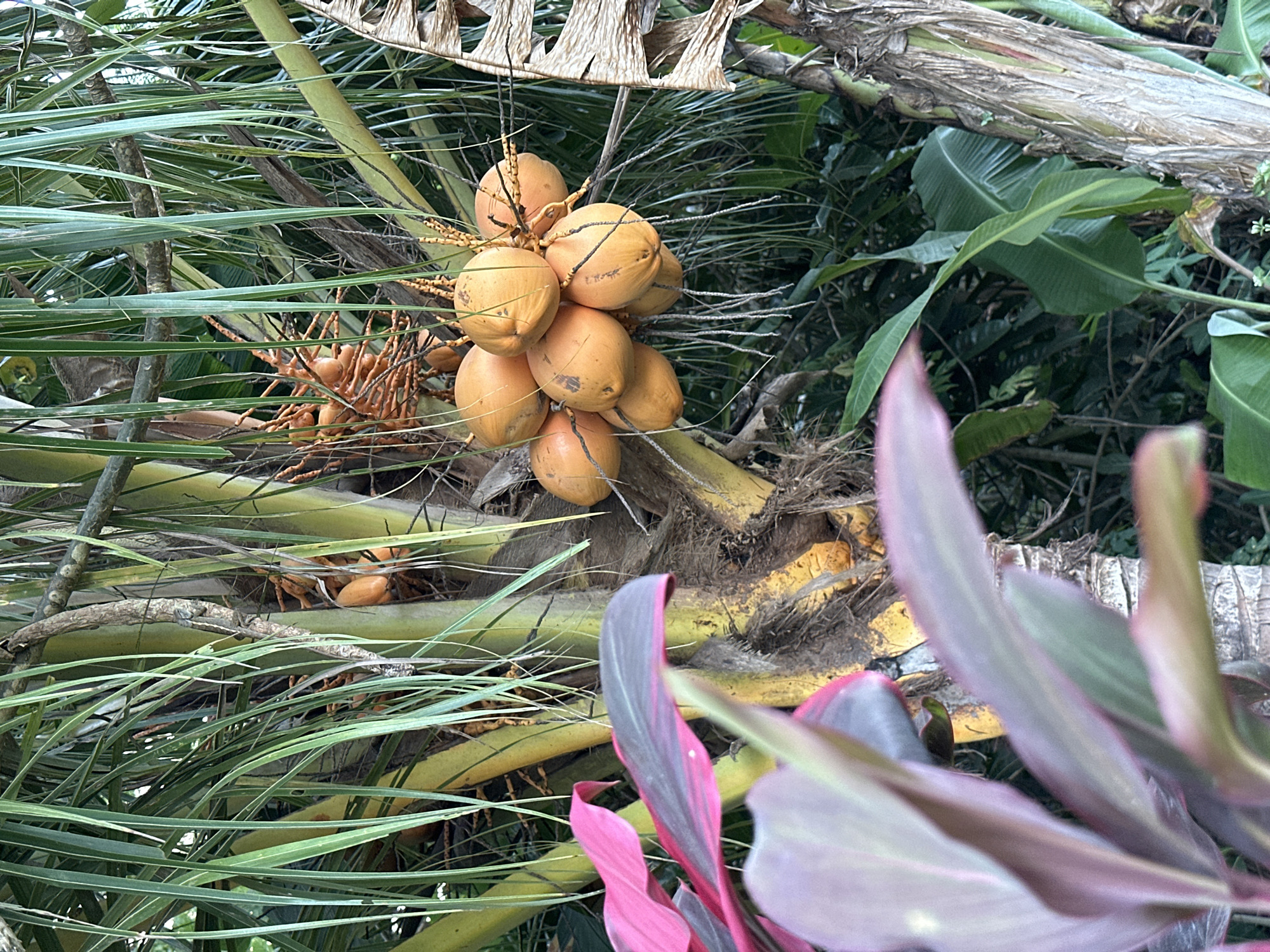 A close-up, eye-level shot captures a cluster of orange coconuts hanging from a palm tree in Kuta Selatan, Indonesia. The coconuts are round and smooth, with a few visible cracks on their surface. They are attached to a short, brown stem with some yellowing tendrils. The palm tree's fronds are long, thin, and green, with some appearing to be dry and brown at the tips. The fronds are arranged in a dense canopy, obscuring some of the tree trunk, which is rough and brown with visible fibrous textures. In the foreground, out of focus, are vibrant pink and purple leaves of another plant, adding a contrasting splash of color to the scene. The background consists of lush green foliage, suggesting a tropical environment. The lighting appears to be natural daylight, creating soft shadows.