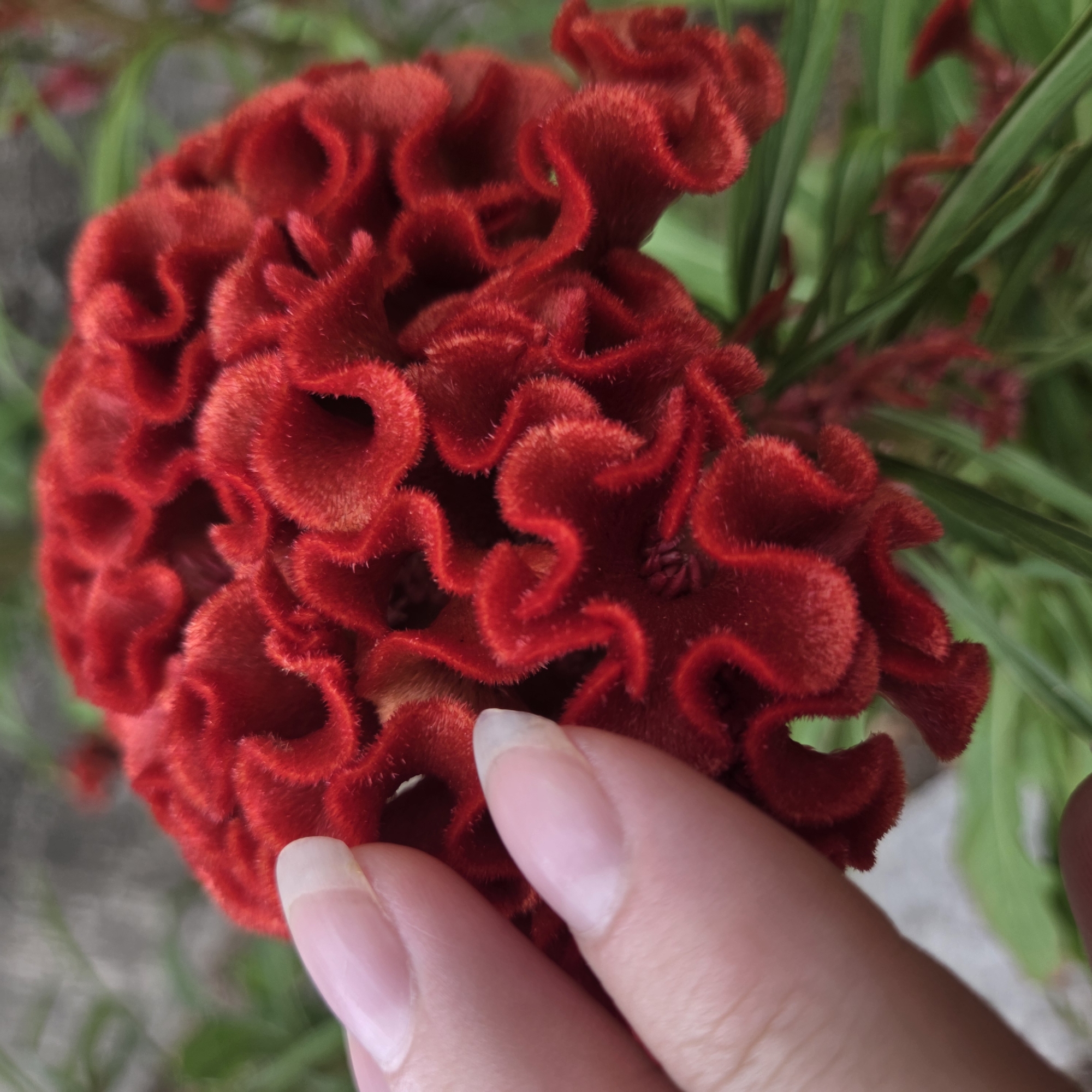 In Dunnae-myeon, South Korea, a close-up shot captures a person's hand gently touching a vibrant red celosia flower. The flower's intricate, velvety petals form a crested shape, with a fuzzy texture that appears soft to the touch. The hand, with its neatly manicured nails, is positioned on the left side of the frame, its fingers delicately caressing the flower's surface. The background is a blur of green foliage and hints of gray, suggesting an outdoor setting, possibly a garden or park. The lighting is soft and natural, highlighting the rich red of the flower and the pale tone of the skin.
