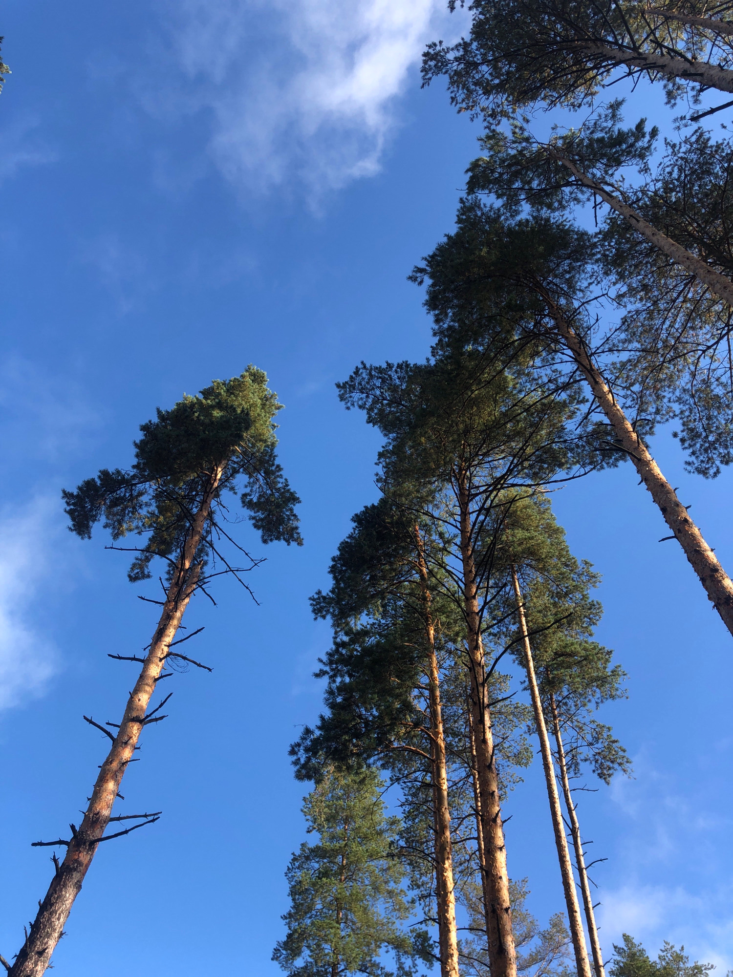 This is a low-angle, outdoor photograph of tall pine trees against a bright blue sky with scattered white clouds. The trees are predominantly in the foreground and midground, with their trunks extending upwards and their branches reaching towards the sky. Some of the branches are bare, suggesting they may be dead or leafless. The trunks are rough and textured, with visible bark. The lighting suggests it is daytime, likely late morning or early afternoon, given the clear sky and the shadows cast by the trees. The environment appears to be a forest or a park. There are no people or animals visible in the image. The location is identified as the city of Arfa, Russia.
