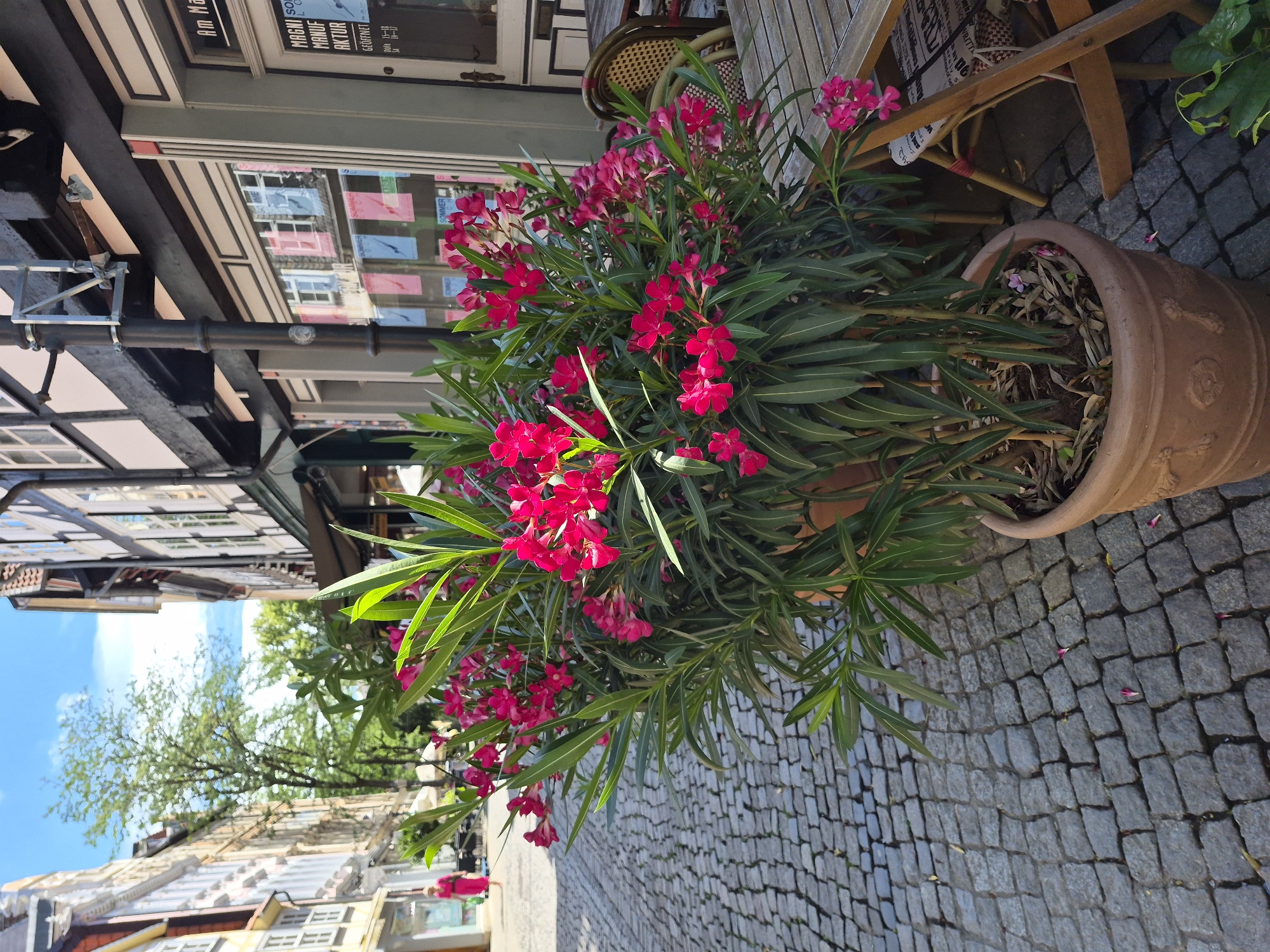 A large terracotta pot containing a vibrant pink oleander plant is placed on a cobblestone street. The plant is in full bloom, with numerous clusters of bright pink flowers and long, slender green leaves. The pot itself is textured and has decorative embossed patterns. Behind the plant, a wooden table and chairs suggest an outdoor seating area for a cafe or restaurant.
The reflection in the window of a building to the left reveals architectural details of buildings across the street, including multiple windows with colorful flags or banners displayed. Text on the window suggests a shop, with some visible words including "MAGMA", "SOFA", "MANUF", "AKTUE", and "Gourmet". A sign above the window also contains some text, including "Am Na". The overall scene appears to be on a sunny day, given the bright lighting and clear blue sky visible in the reflection. The cobblestone street and traditional building architecture are indicative of a European city, consistent with the Brunswick, Germany location context. The image conveys a sense of urban ambiance and the lively atmosphere of an outdoor public space during pleasant weather.