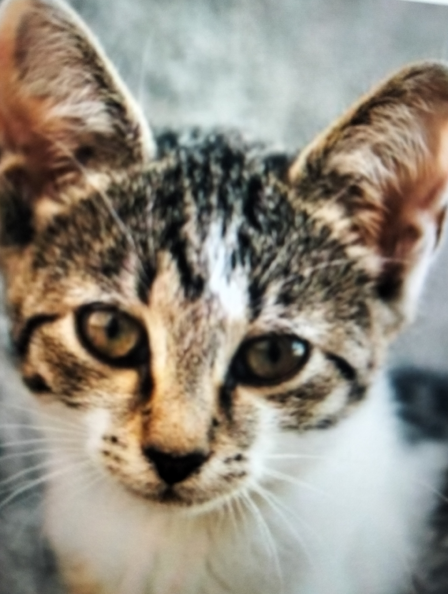 The image is a close-up, blurry shot of a tabby kitten's face. The kitten has large ears, distinctive tabby markings on its forehead and cheeks, and bright, alert eyes. Its fur is a mix of brown, black, and white. The background is out of focus and appears to be a muted, grayish-blue, possibly a wall or a neutral-colored fabric. There is no discernible indication of the city of Payagaboh, Indonesia, or any urban environment within the provided image. The scene is limited to the kitten's head and neck, with no other subjects, objects, or actions visible.