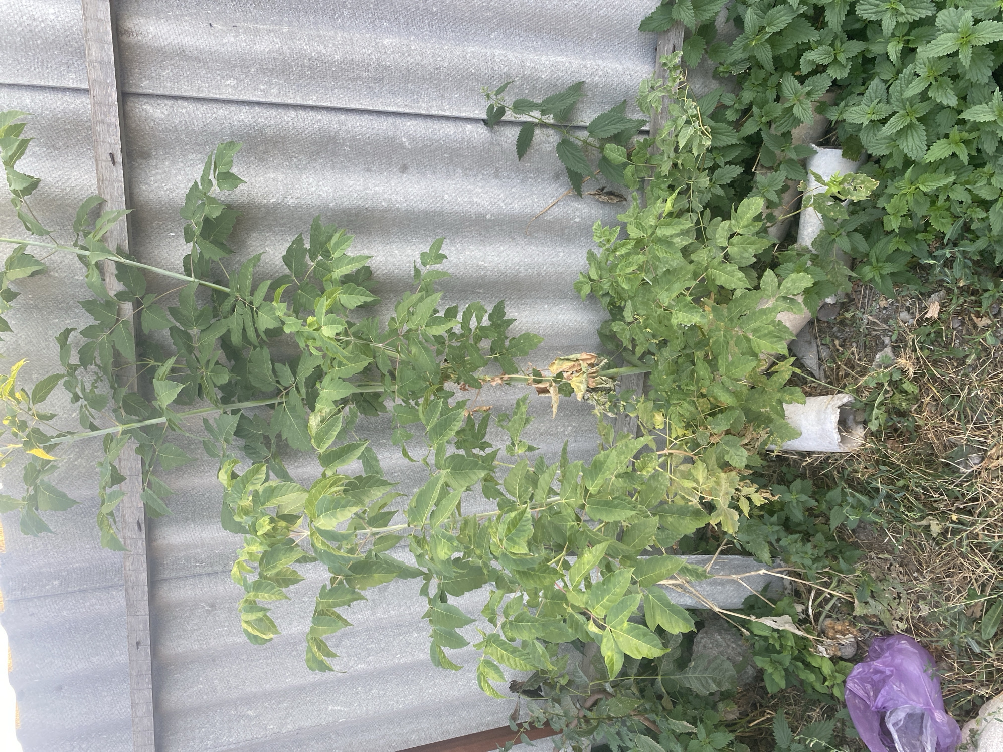 A green plant with several branches and leaves grows in front of a corrugated gray fence. The fence is made of what appears to be asbestos sheeting and has a horizontal wooden beam across its middle. The plant has some dry, brown leaves at its base and is supported by two white pipes. Surrounding the plant are patches of green weeds and dry grass. To the left of the plant, a crumpled purple plastic bag lies on the ground. The scene is an outdoor environment, likely in a backyard or alley.