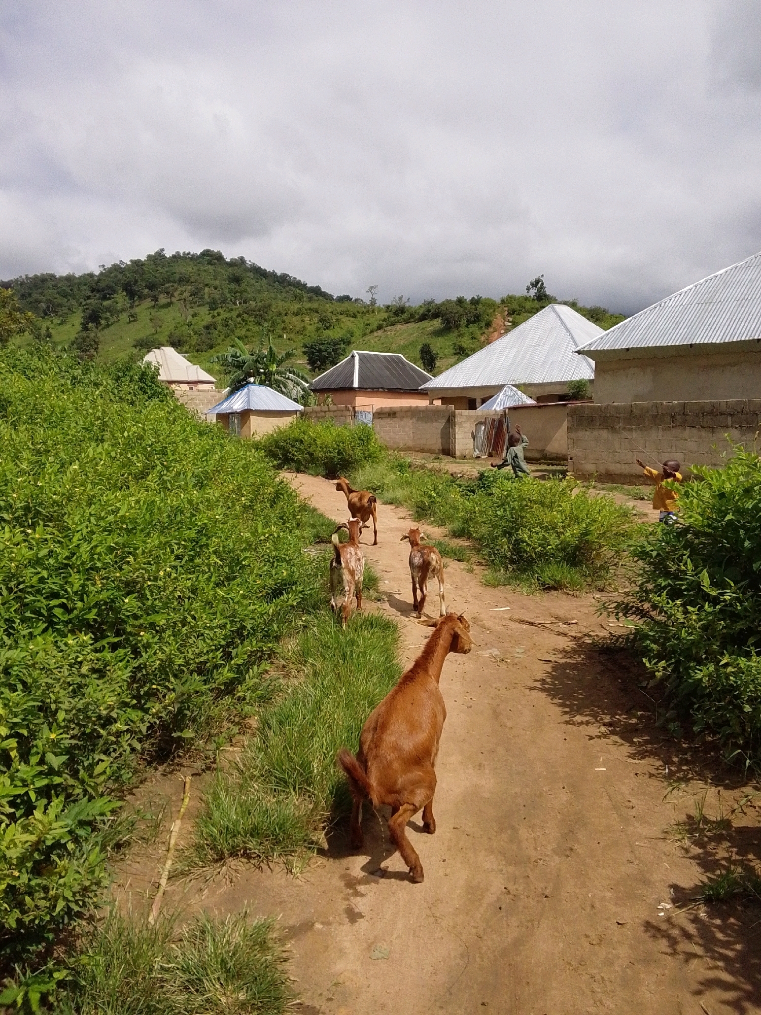 This is a ground-level, eye-level, full shot of a dirt path in Serti, Nigeria. The path is lined with lush green vegetation on both sides, and in the background, several mud-brick houses with corrugated metal roofs are visible. A herd of goats is walking down the path, with a larger brown goat in the foreground, facing away from the camera. To the right of the path, two children are visible. One child, wearing a yellow shirt, stands with arms outstretched, seemingly pointing or interacting with something off-camera. Another child, wearing a greenish garment, is in the middle distance, also with arms raised. In the background, a green, tree-covered hill rises, under a cloudy sky.