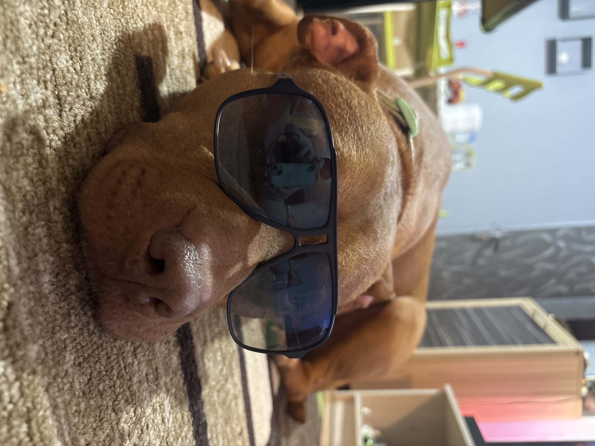 The image, taken in Sofia, Bulgaria, presents a close-up, sideways view of a brown dog resting on a shaggy, striped light brown carpet. The dog, possibly a pit bull or similar breed with short, reddish-brown fur, lies calmly on its left side.
A pair of dark, rectangular-framed sunglasses are placed on the dog's face, covering its eyes. The reflective lenses of the sunglasses capture a clear reflection of a person, likely the photographer, holding a smartphone and wearing a dark top, in the act of taking the picture.
In the blurred background, against a light blue or grey wall, various indistinct household objects are visible. These include what appears to be a light green clothesline or drying rack with clips, some bottles, and a wooden box with a dark top. The lighting suggests a daytime setting within an indoor environment, likely a home. The overall scene portrays a playful and relaxed moment, highlighting the dog's calm demeanor and the humorous placement of the sunglasses. No visible text is present in the image.