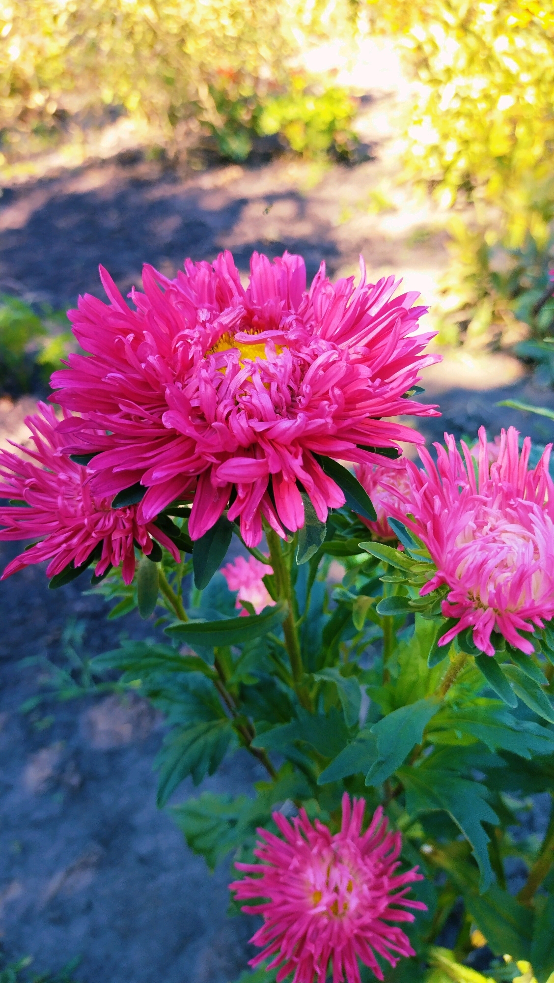 The image depicts a close-up view of several bright pink aster flowers with yellow centers, blooming in a garden. The flowers are in focus, with their delicate petals clearly visible. The background is softly blurred, showing dappled sunlight filtering through foliage, suggesting an outdoor setting. The ground beneath the flowers appears to be dark soil with some scattered leaves. The scene is set in a garden, likely in the city of Horishni Plavni, Ukraine, as indicated by the prompt. No people or specific actions are visible. The overall impression is one of natural beauty and tranquility.