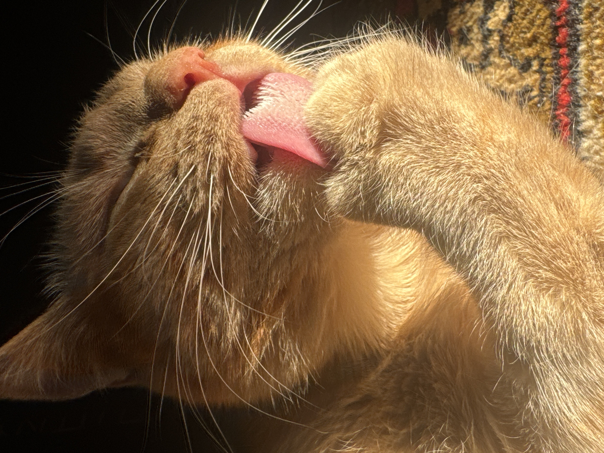 A close-up image depicts an orange tabby cat grooming itself. The cat is holding its paw to its face, and its pink tongue is extended, licking its paw. The cat's whiskers are visible, and its fur is detailed and illuminated by sunlight. The background is partially obscured, with a glimpse of a textured surface. The lighting suggests an indoor setting with sunlight entering the scene. The image does not reveal information about a location or the city of Noviy, Russia.