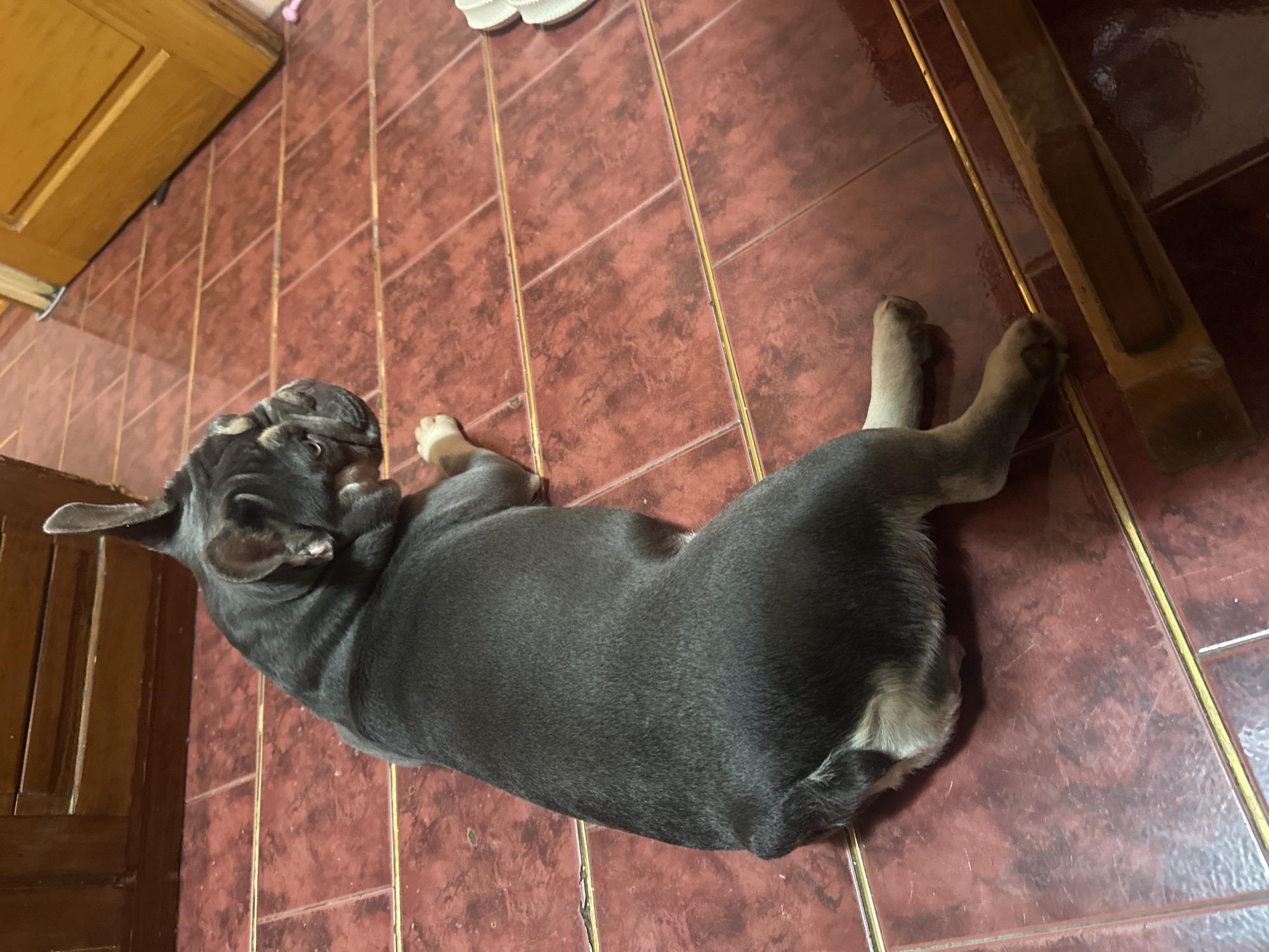 A French bulldog is lying on a tiled floor in an indoor setting. The dog is dark gray with tan markings on its face and legs. The floor is made of large, rectangular, reddish-brown tiles with thin gold grout lines. To the left, a portion of a wooden cabinet or furniture is visible. To the right, a light-colored door is partially open, revealing a sliver of light. A white object, possibly a shoe or sandal, is visible on the far right edge of the frame. The lighting suggests an ambient indoor environment.