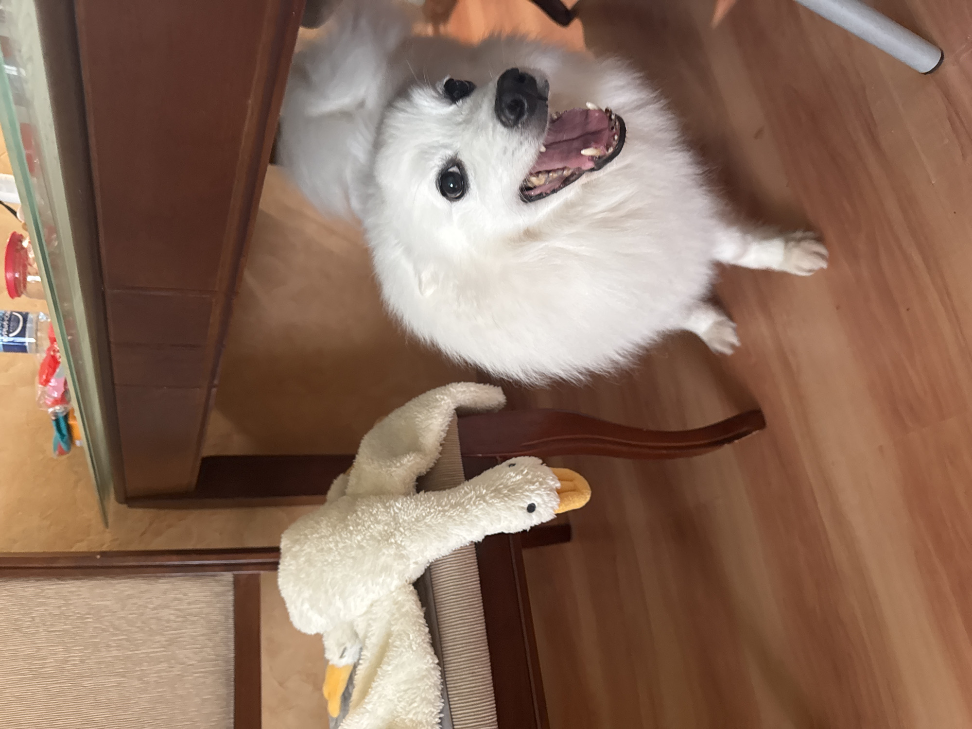 A fluffy white dog with its mouth open is looking up at the camera. It is standing on a wooden floor under a wooden desk. To the left of the dog, a white stuffed goose toy is resting on the seat of a wooden chair. The background shows a textured wall and the underside of the desk, which has a glass top with a few items on it. The scene appears to be indoors, likely in a domestic setting. There is no information available to place this image in Кашино, Russia.