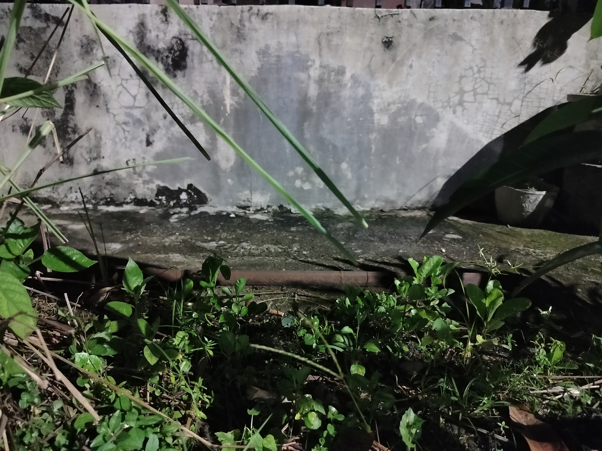 The image depicts an outdoor scene at night, likely in Kumbangindah, Indonesia, showing a weathered concrete wall in the background. The wall exhibits signs of age and exposure, with cracks and patches of discoloration. In front of the wall, there is a patch of ground covered with vegetation, including a variety of green plants and dry leaves. A horizontal rusty pipe is visible near the junction of the wall and the ground. Several tall, thin green stems or leaves are angled across the upper portion of the image, obscuring parts of the wall and sky. A shadow of what appears to be a bird or similar creature is cast on the upper right section of the wall. To the far right, a dark leaf from a larger plant extends into the frame, casting a shadow on the wall. A small, light-colored pot is partially visible near the base of the wall on the right. The foreground is dominated by dense green foliage and scattered debris, suggesting a natural or semi-neglected area. The lighting suggests artificial illumination from off-camera sources, casting distinct shadows. There are no people or animals clearly identifiable in the image.