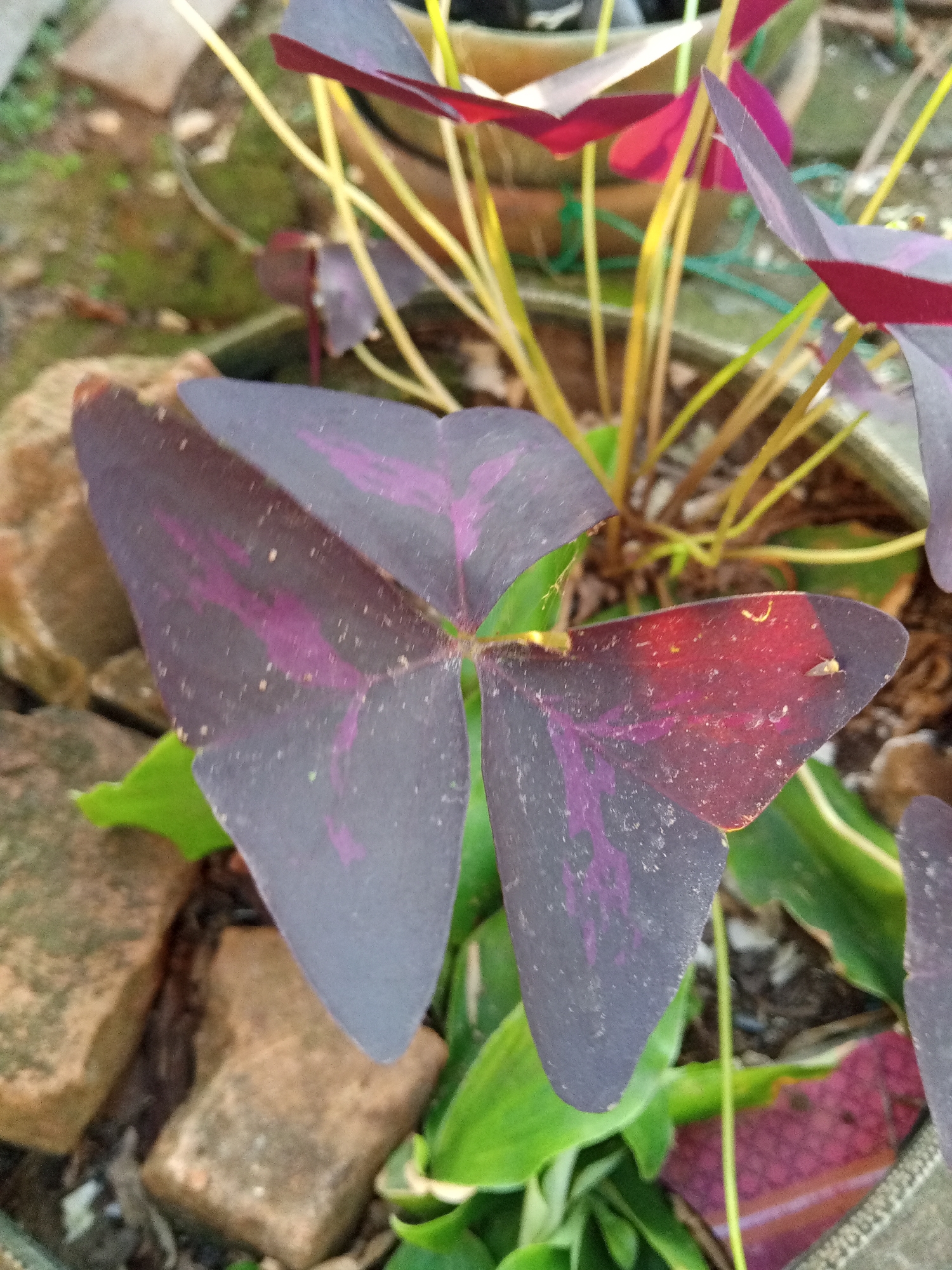 In Palohigeuh, Indonesia, this close-up image showcases a plant with striking, dark purple, heart-shaped leaves, each marked with vibrant pinkish-purple veins. The leaves are arranged in a trifoliate pattern, resembling a butterfly's wings. Some leaves display a reddish hue at their tips. The plant's thin, yellow-green stems are visible, intermingled with the leaves. The background is softly blurred, revealing glimpses of reddish-brown stones or bricks scattered around the base of the plant. The soil appears to be dark and moist. A small, light-colored insect is visible on the edge of one of the leaves. The overall setting suggests an outdoor environment, possibly a garden or potted arrangement.
