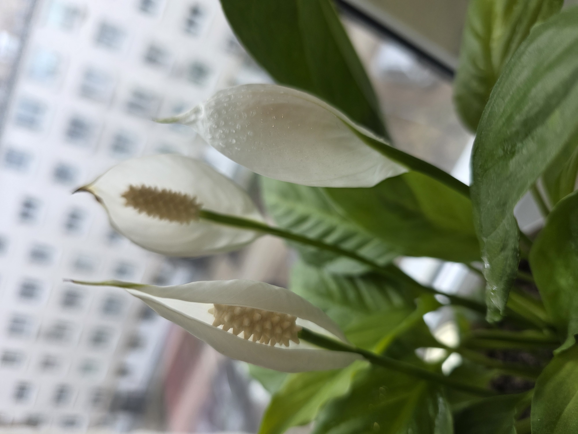 The image shows three Peace Lily flowers (Spathiphyllum) in bloom with their characteristic white spathes and spadices, surrounded by green leaves. The flowers are at different stages of opening. The background is blurred but appears to be a window overlooking a building. The location in the city of Chaikovsky, Russia, is based on external information.