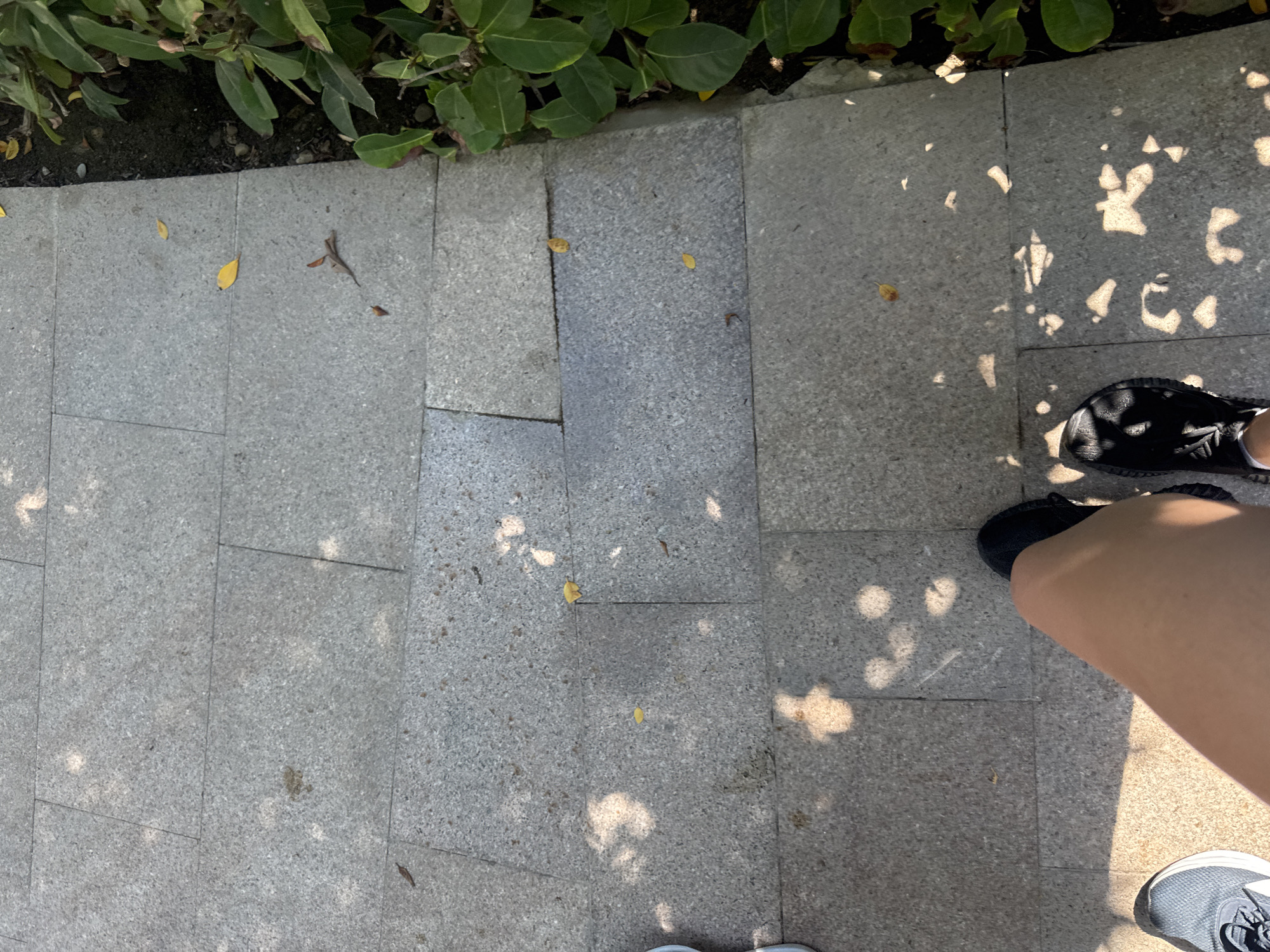 An overhead shot shows a person's legs and feet walking on a paved pathway made of large, grey stone tiles. Sunlight filters through unseen foliage, casting dappled shadows across the path. A few yellow leaves are scattered on the tiles, and to the right, green shrubbery lines the edge of the pathway. The scene suggests an outdoor urban environment, possibly a park or a pedestrian walkway in Aksu, Turkey.